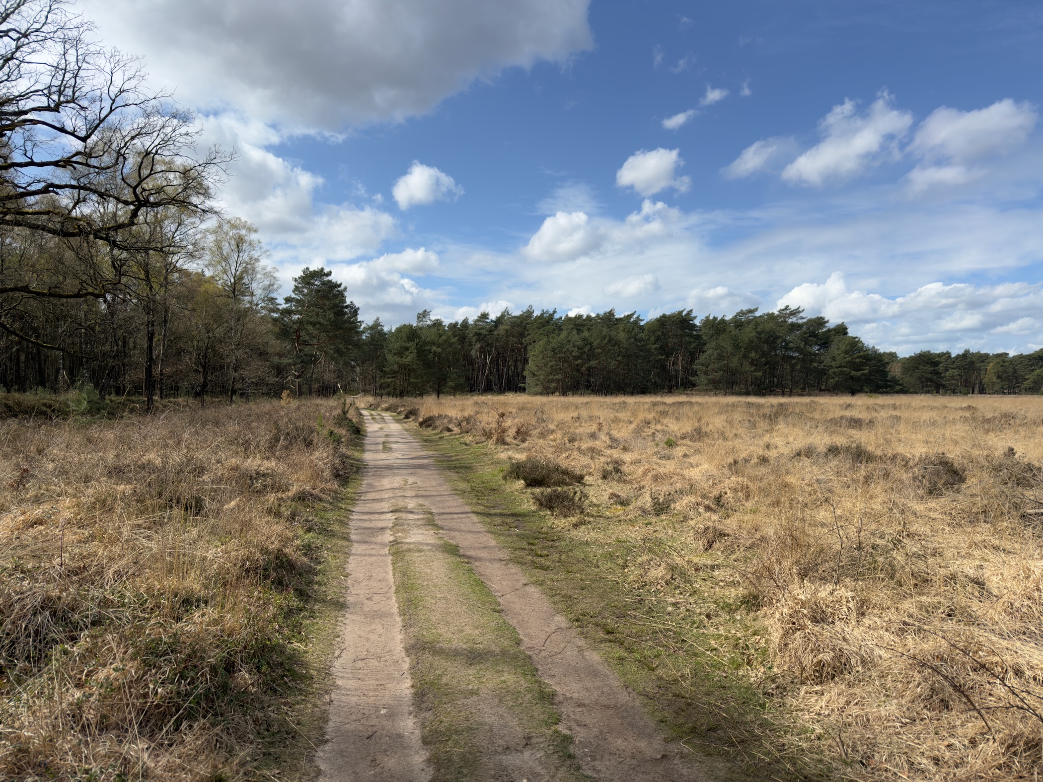 Sandy track through open heathland toward pine forest under blue sky
