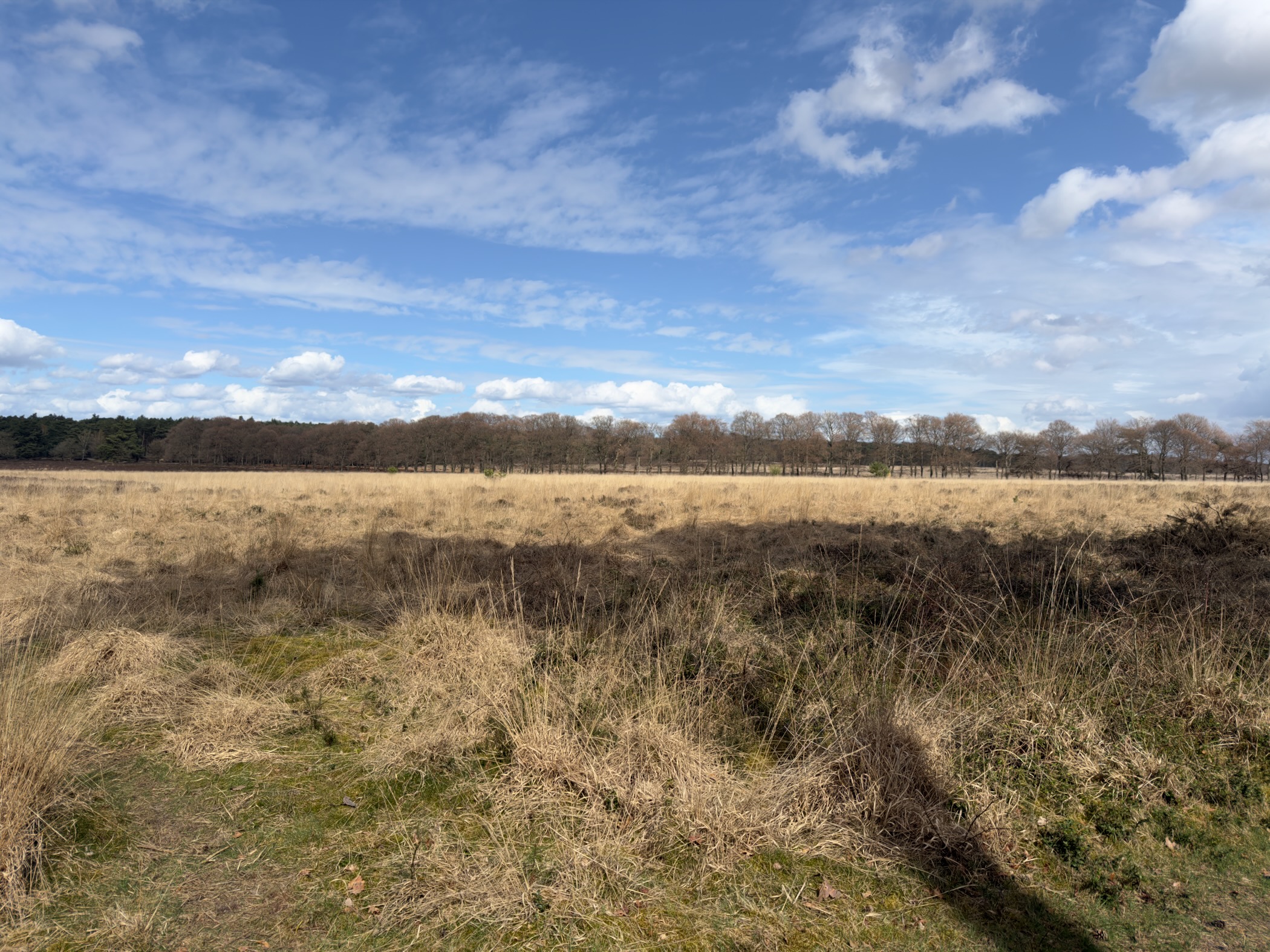 Wide open heathland with dry grass and a tree line on the horizon