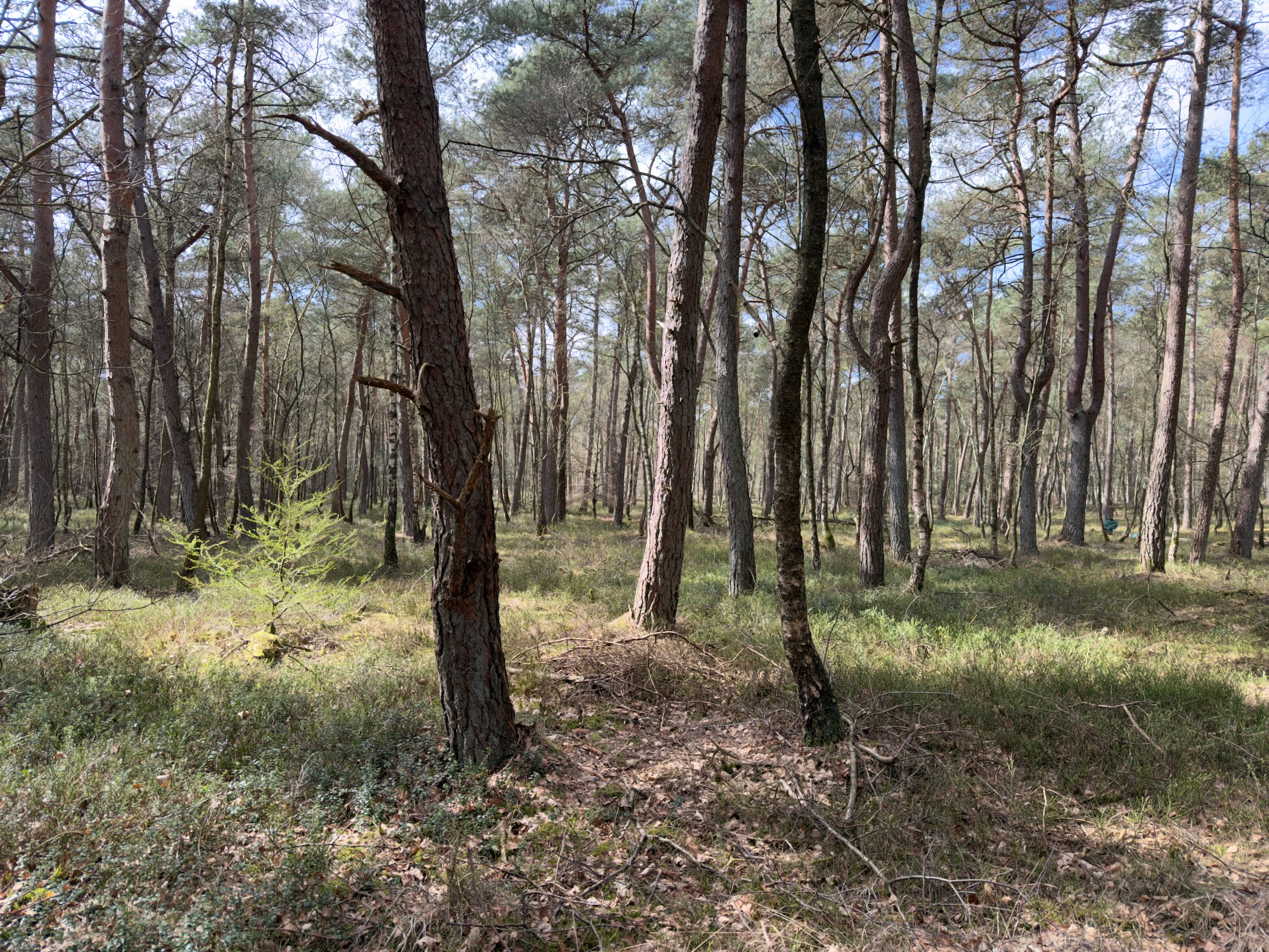 Pine woodland with grassy undergrowth in dappled sunlight