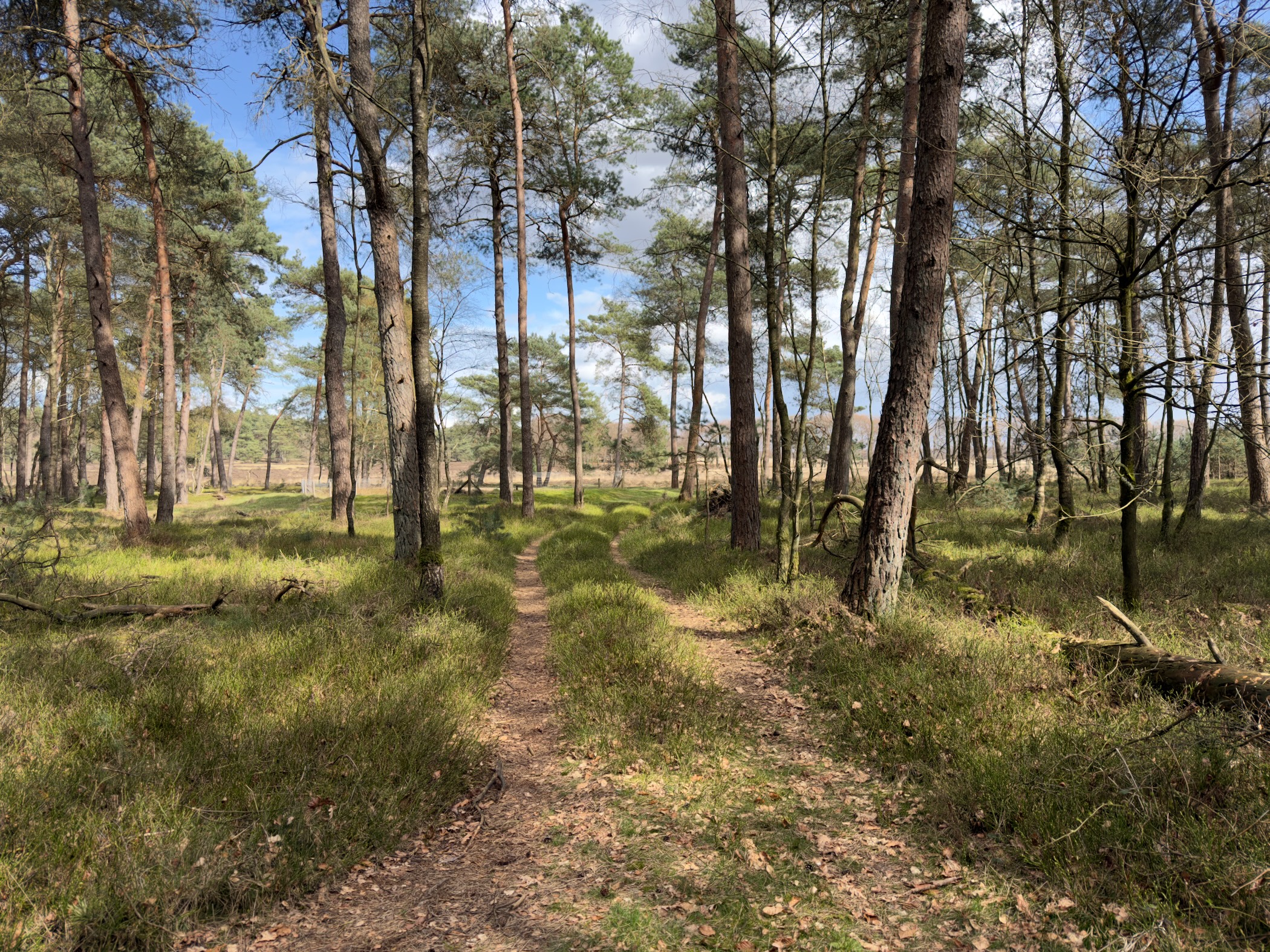 Sandy trail through sun-dappled pine forest with grass