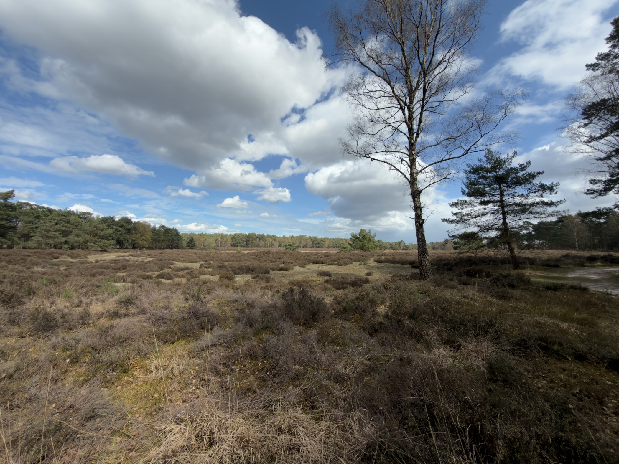 Open heathland with a lone birch tree and pine trees under dramatic clouds