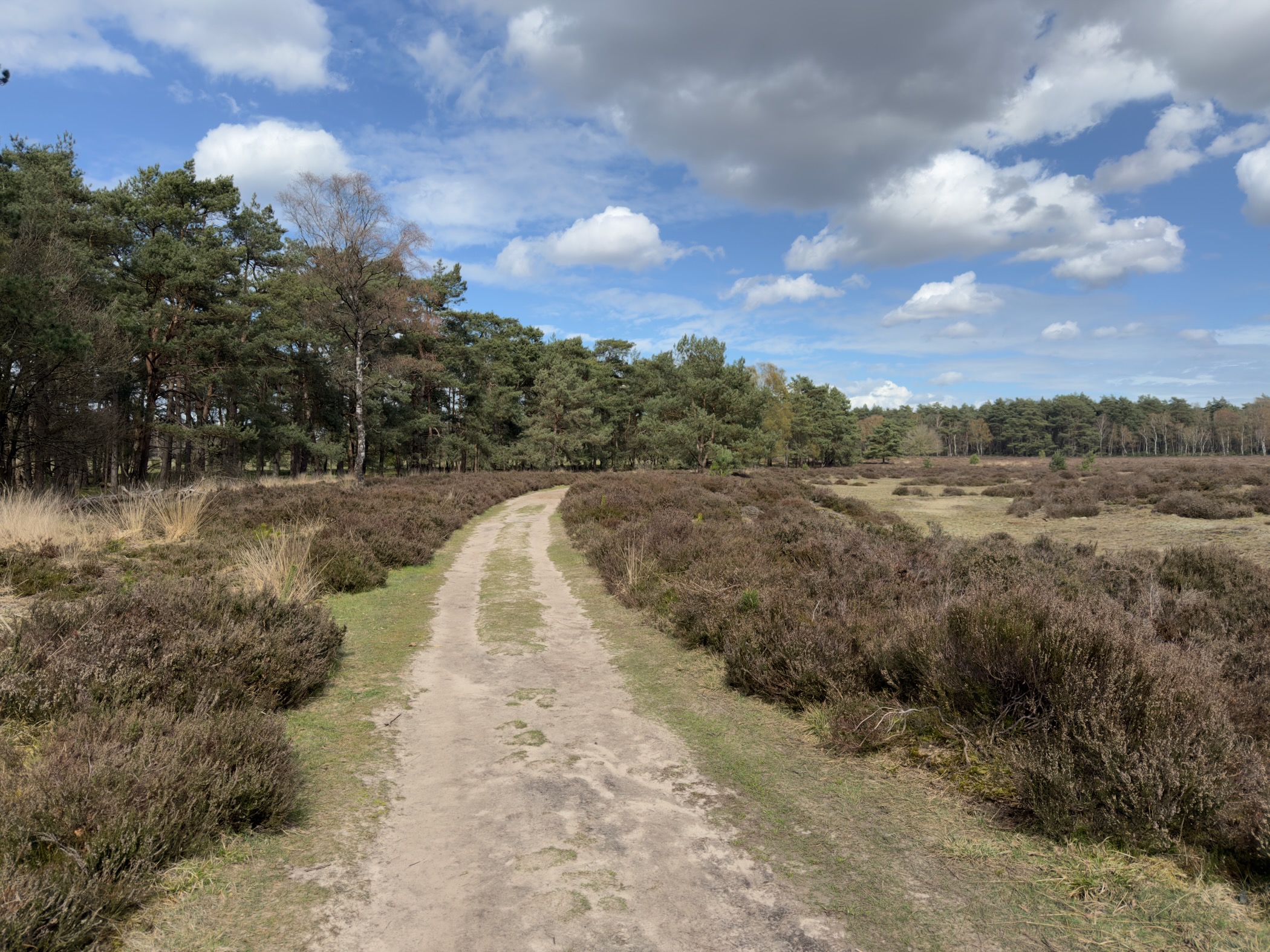 Sandy track through heather-covered heathland toward pine forest