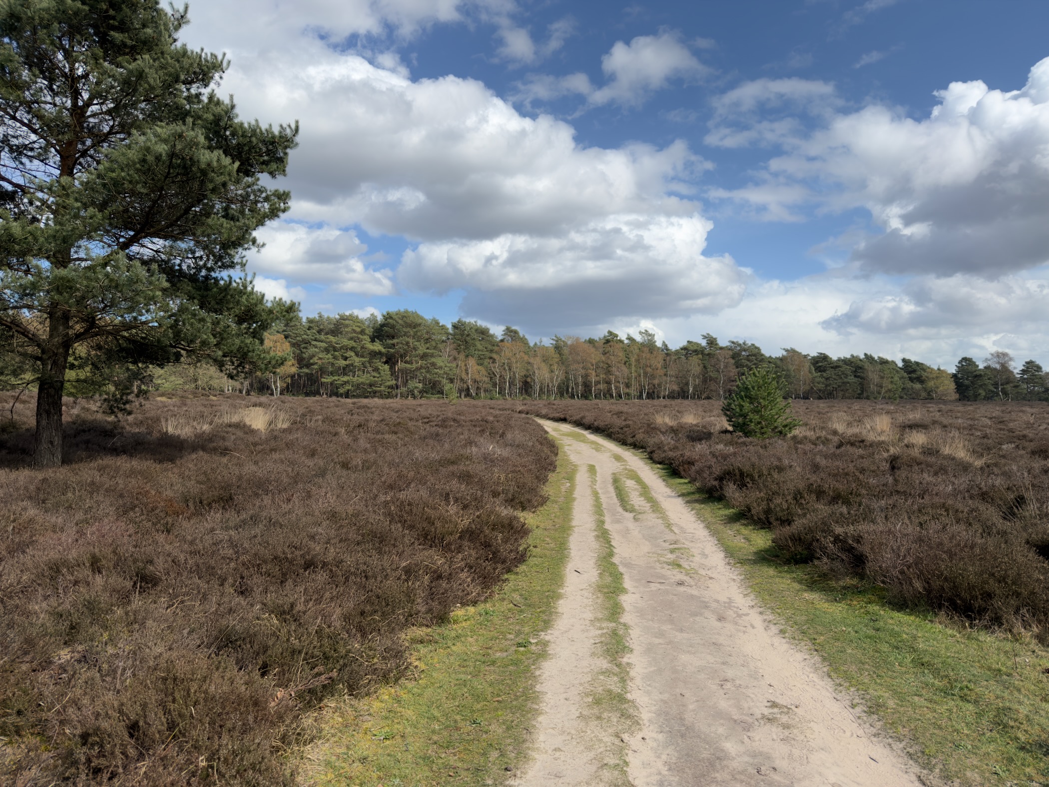 Sandy trail winding through heathland with pine trees under blue sky with clouds