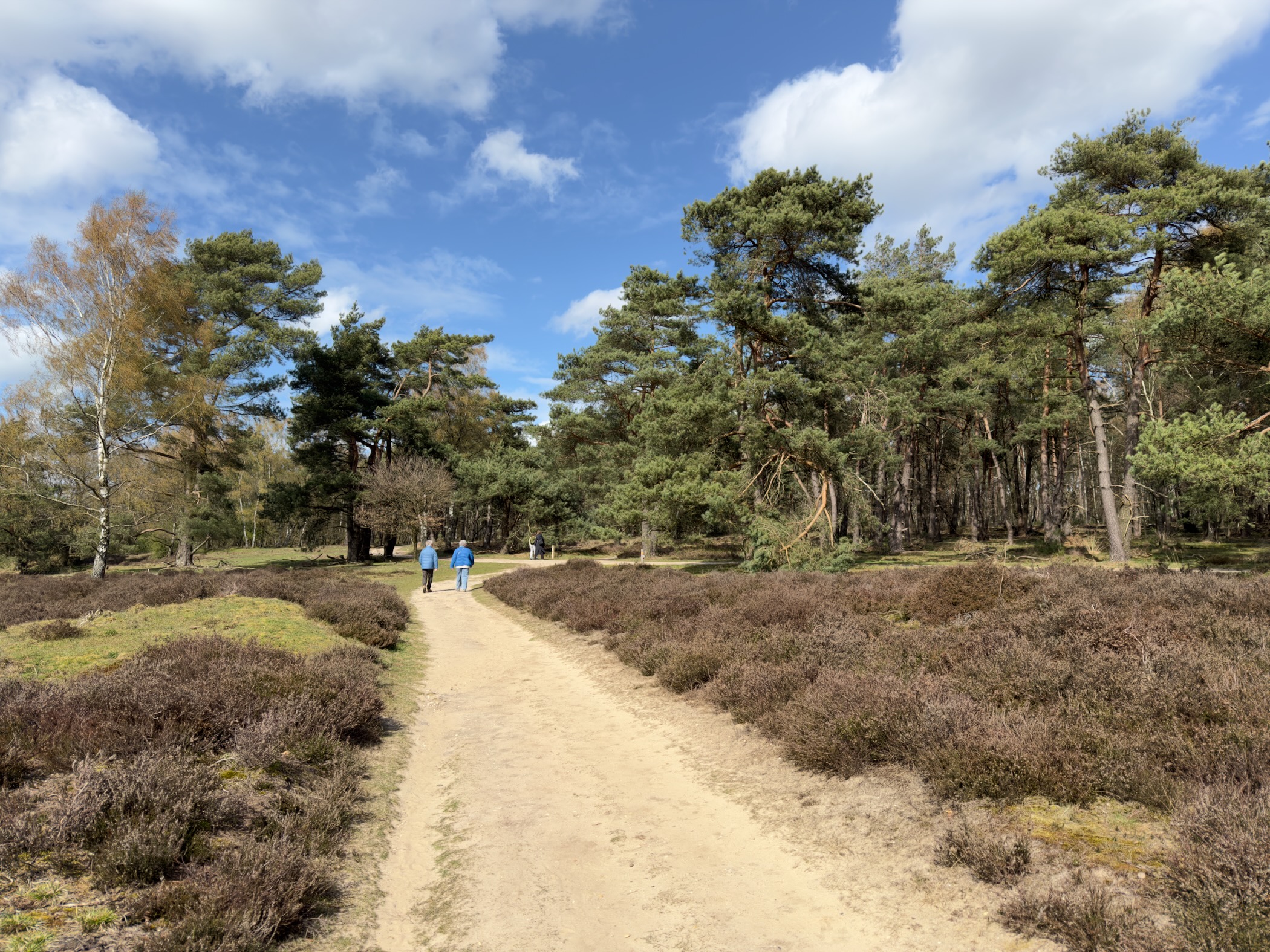Hikers on a sandy path through heathland with pine trees under blue sky