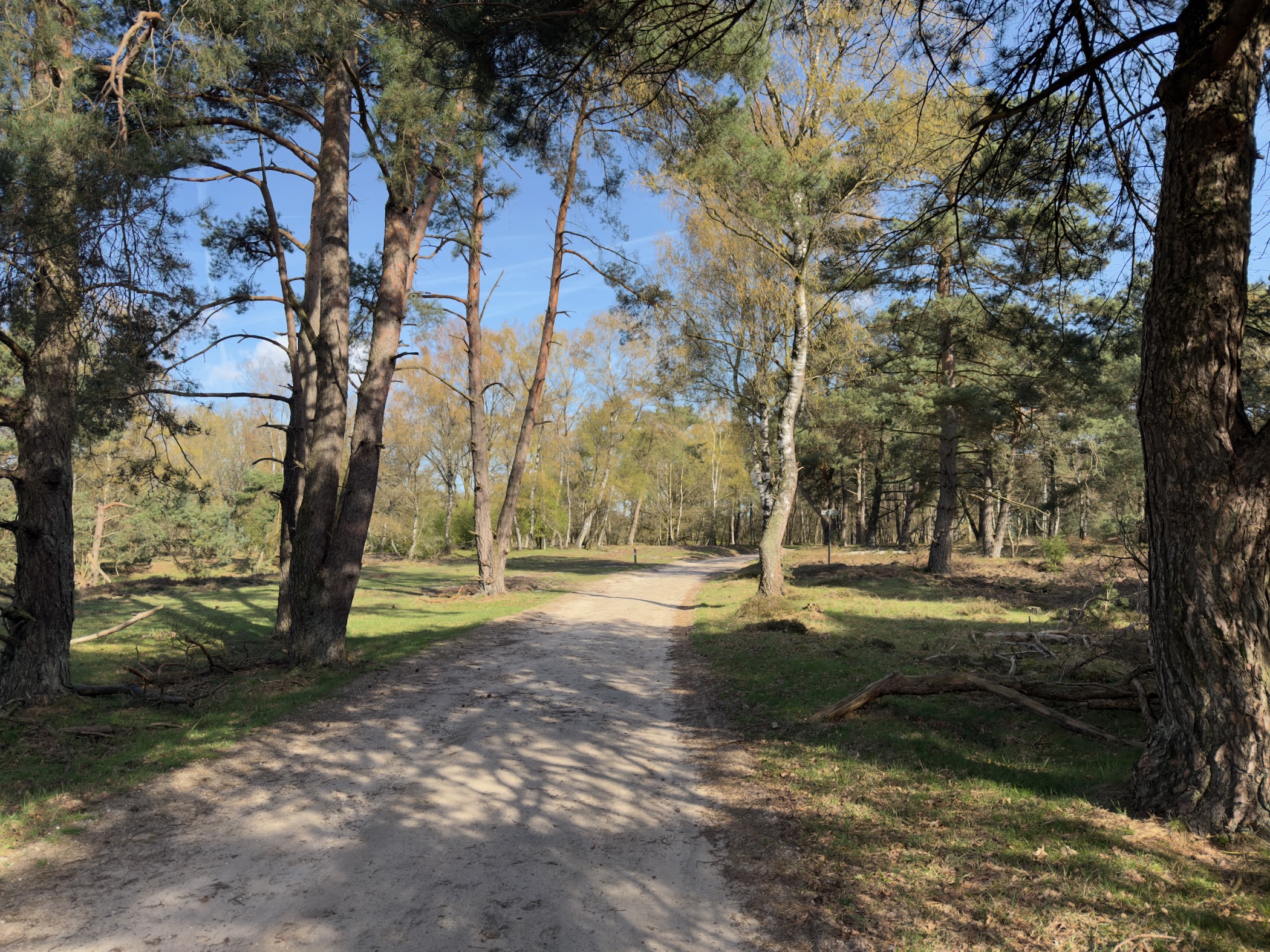 Sandy path through pine and birch forest in dappled sunlight