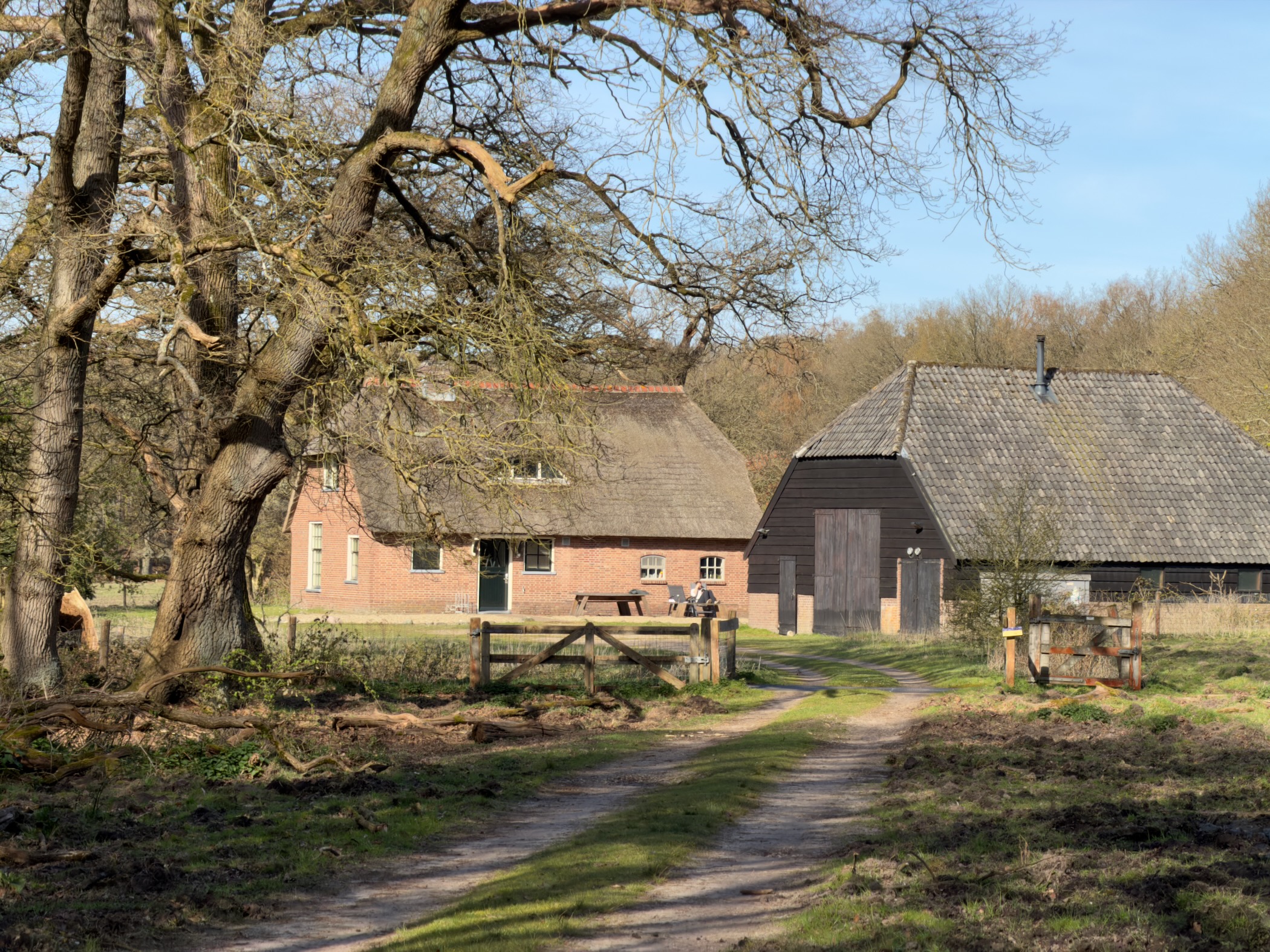Traditional Dutch farmstead with brick buildings and a large oak tree