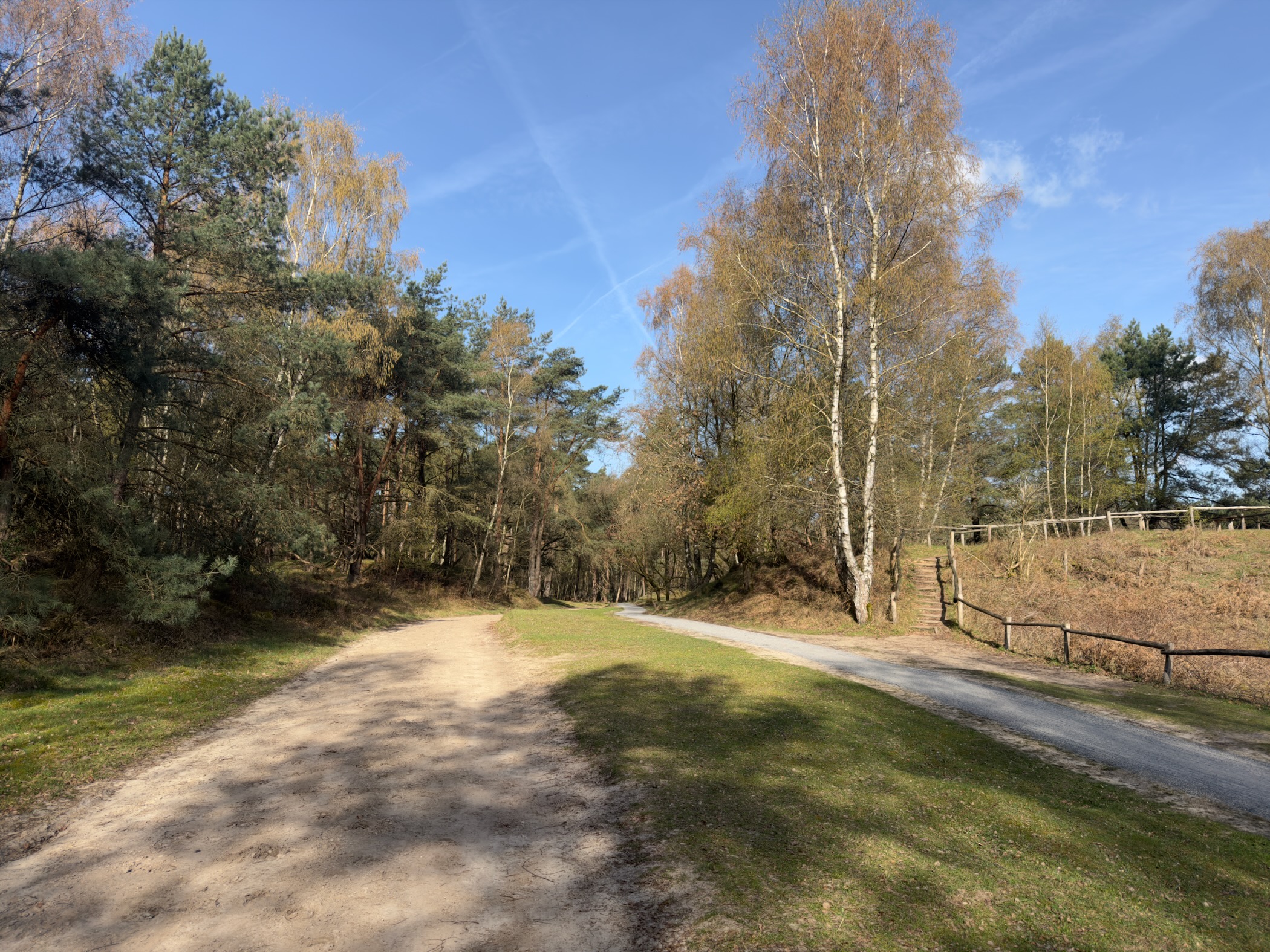 Sandy trail junction with birch trees and pine forest under blue sky