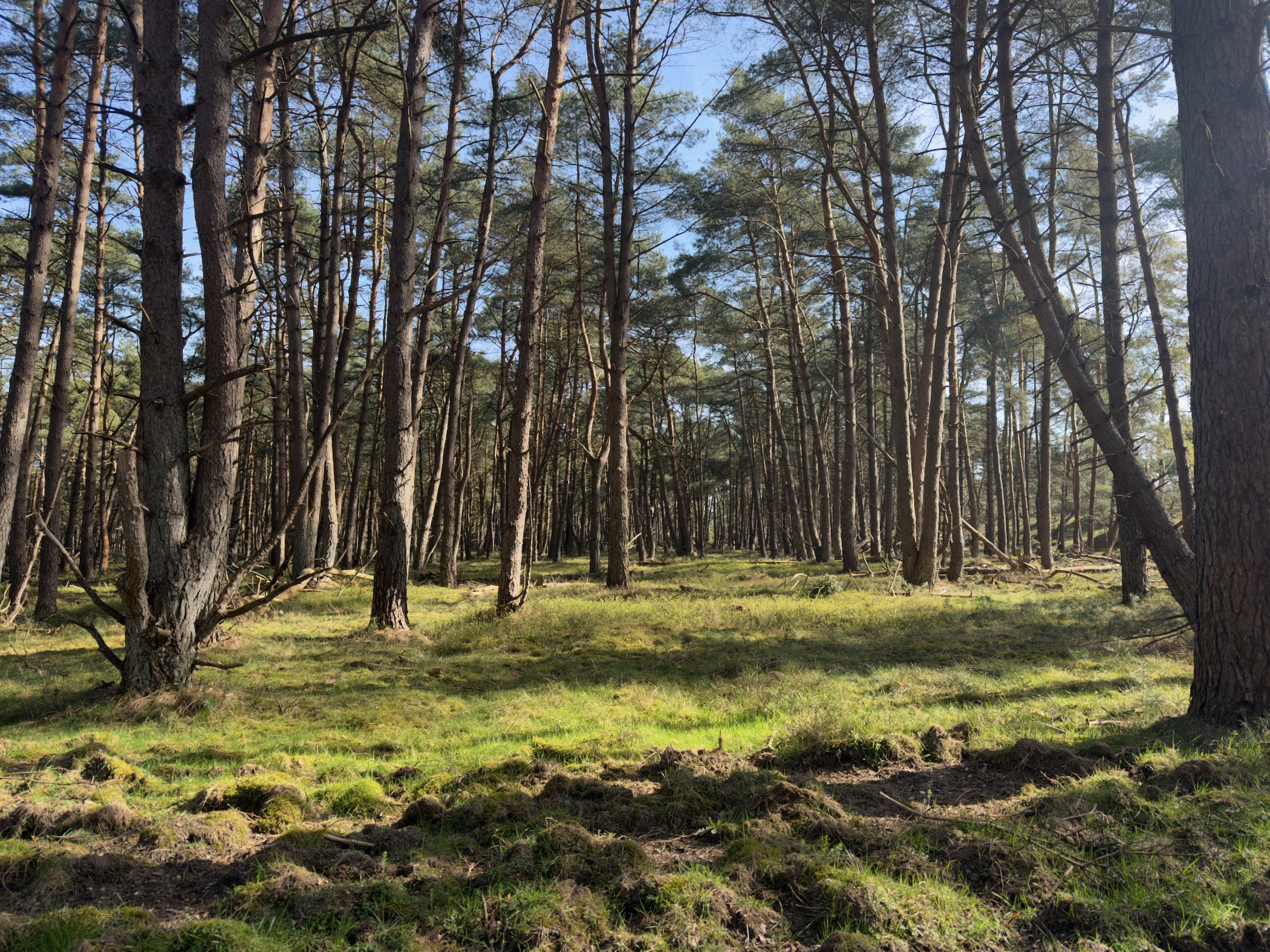 Mossy forest floor with slender pine and birch trees in soft light