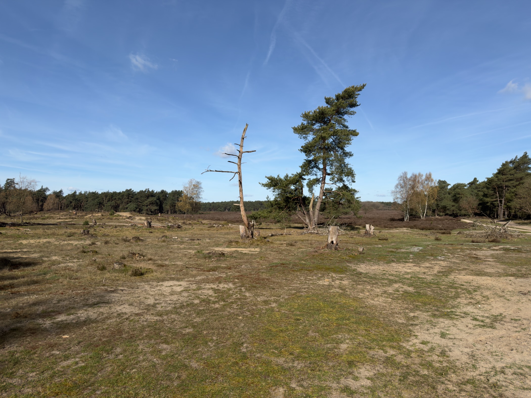 Open heathland with a dead tree and scattered pines under blue sky