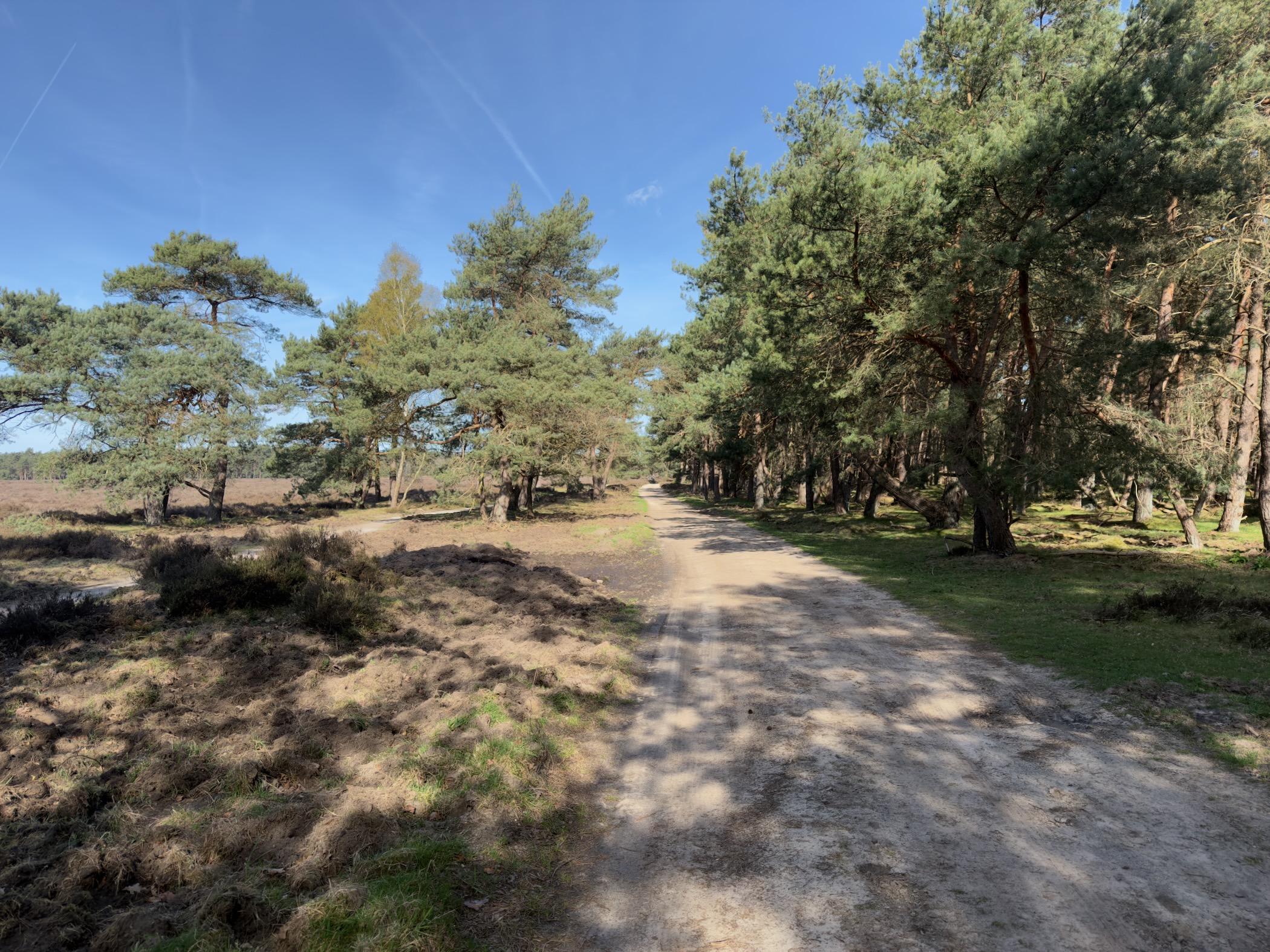 Sandy path between heathland and pine forest in warm sunlight