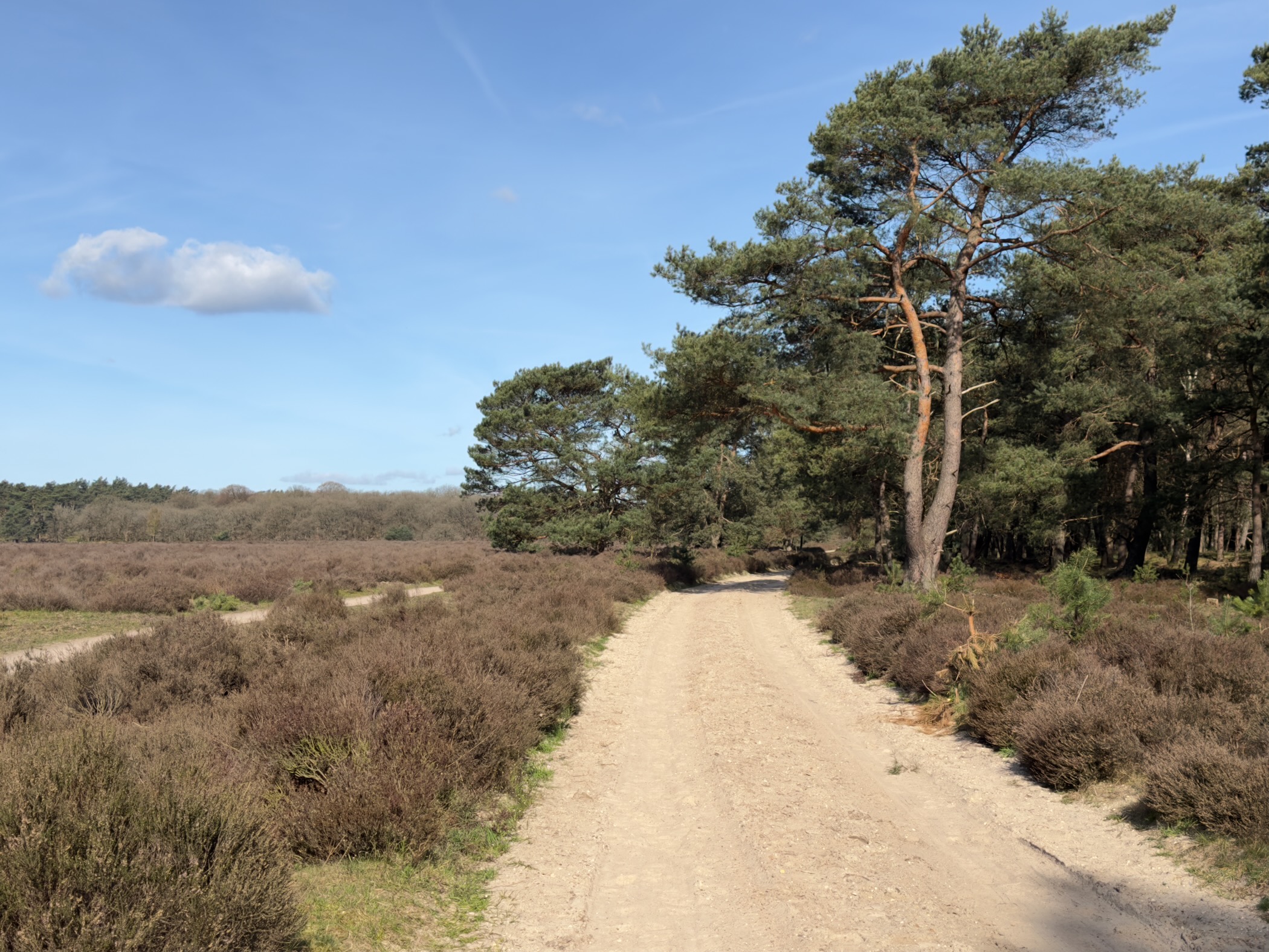 Sandy trail through heather fields with tall pine trees along the edge