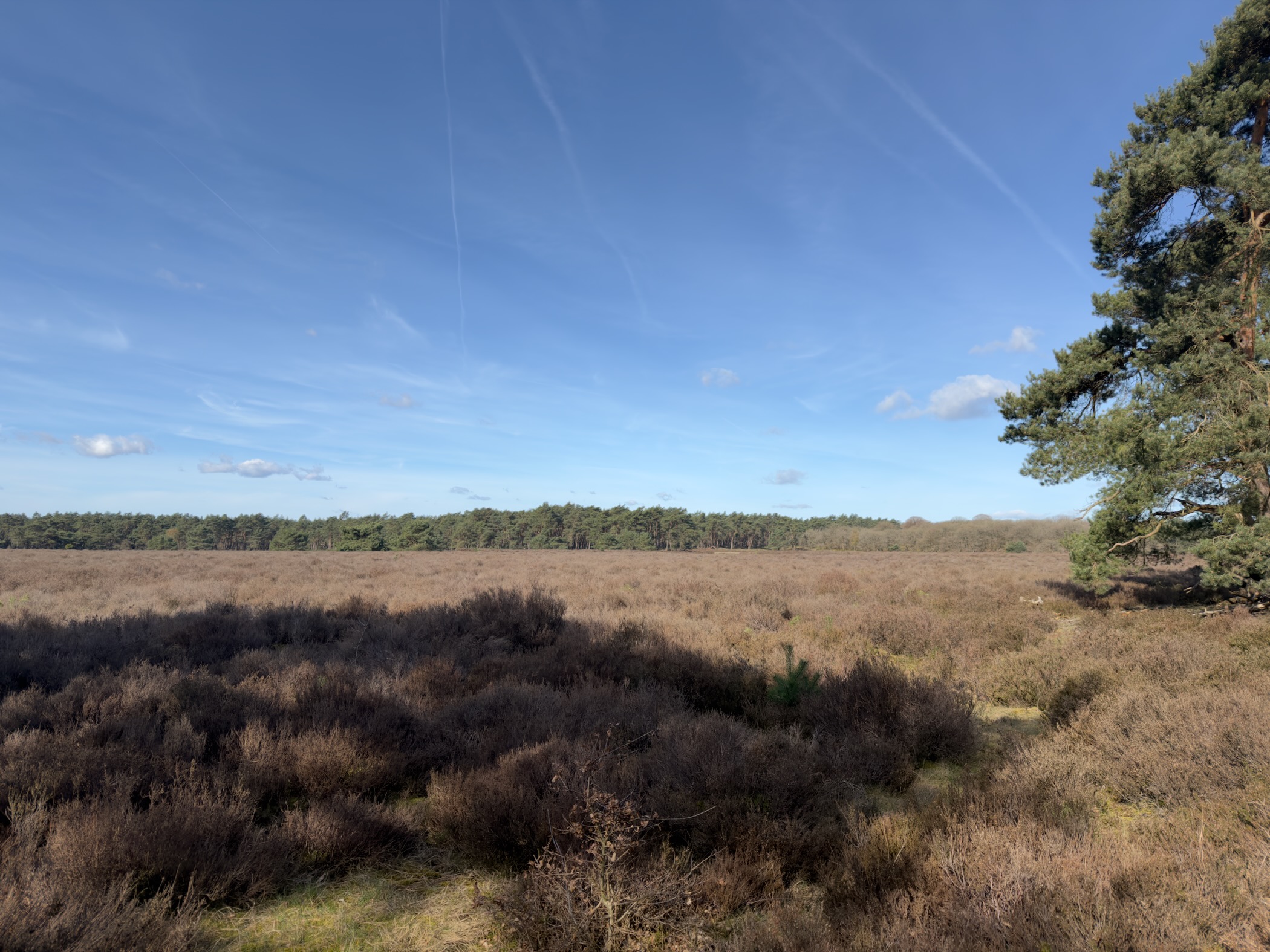 Expansive heathland vista with a pine tree and forest on the horizon