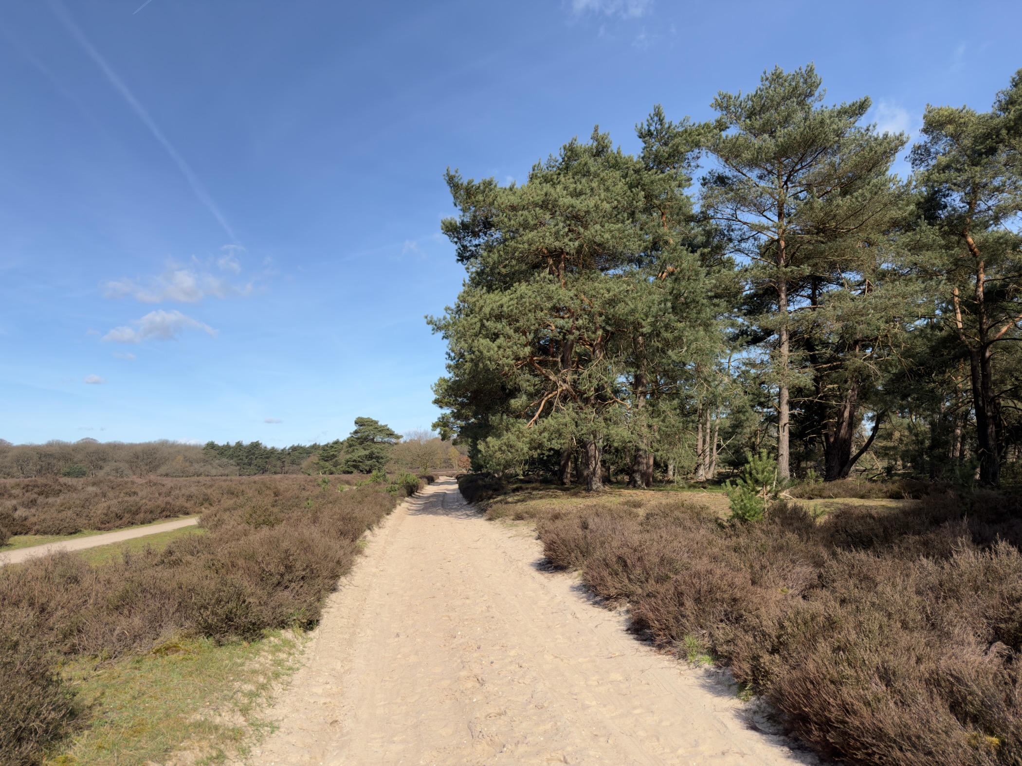 Sandy path lined with pine trees through heather moorland