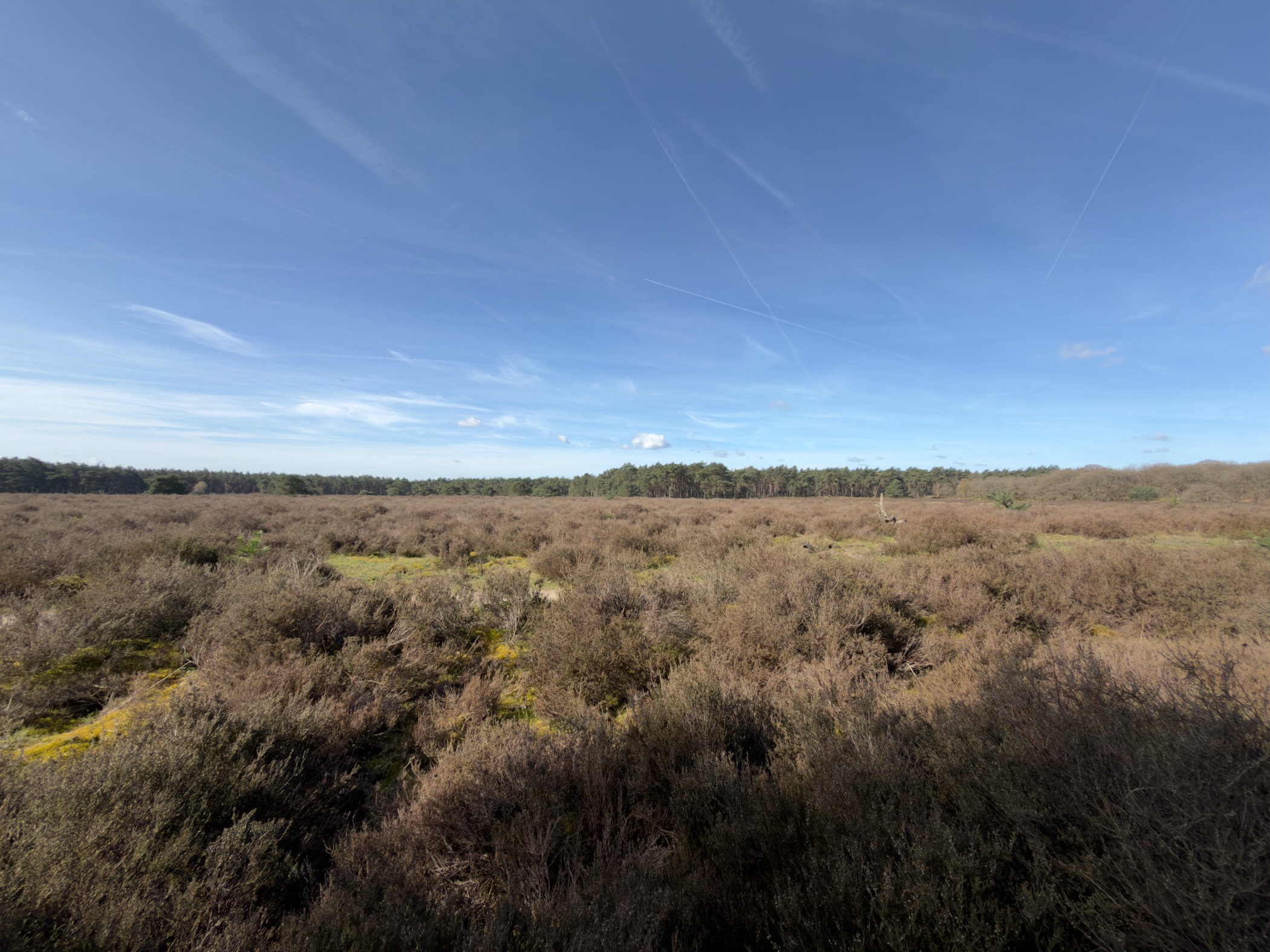 Wide panoramic view over heathland with patches of moss under blue sky