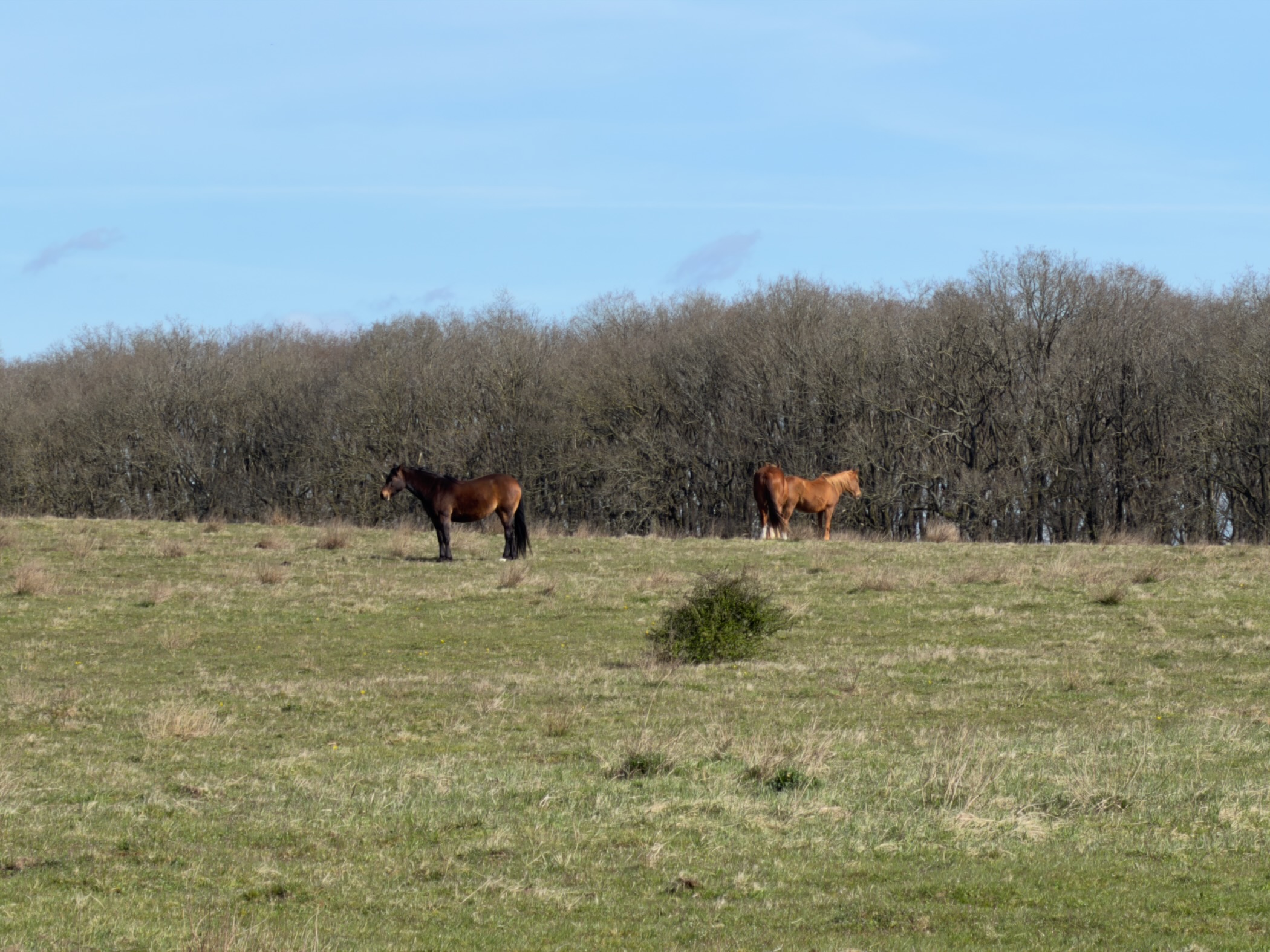 Two horses grazing in a green pasture with bare woodland behind