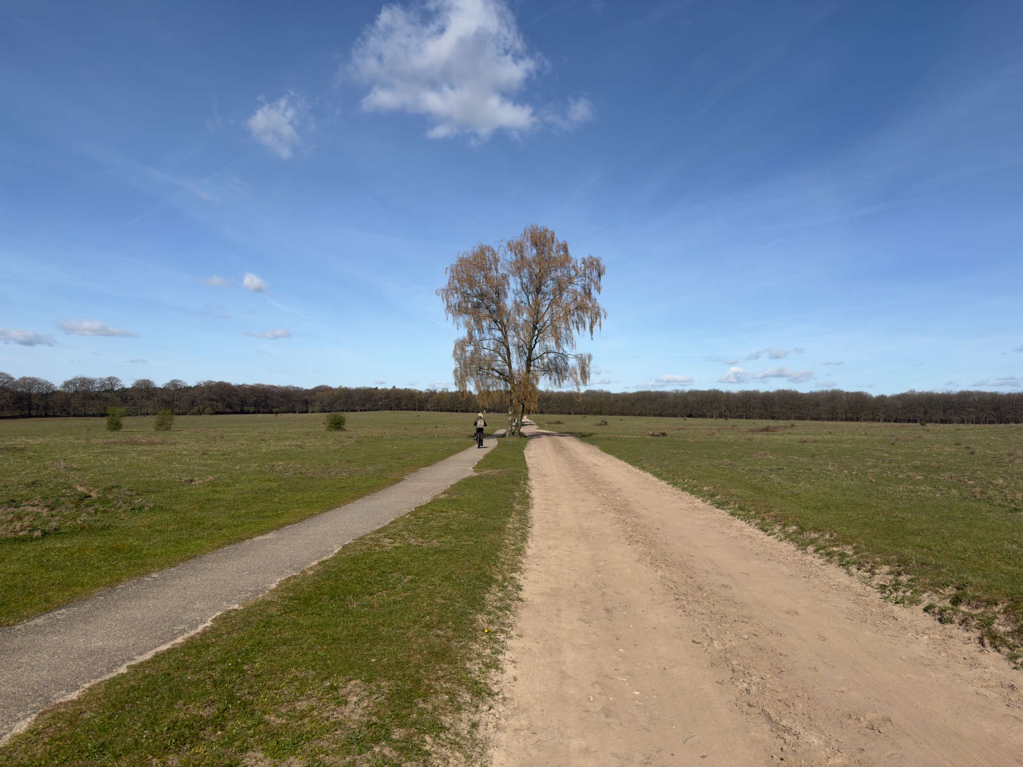 Straight sandy track leading to a lone birch tree in open grassland