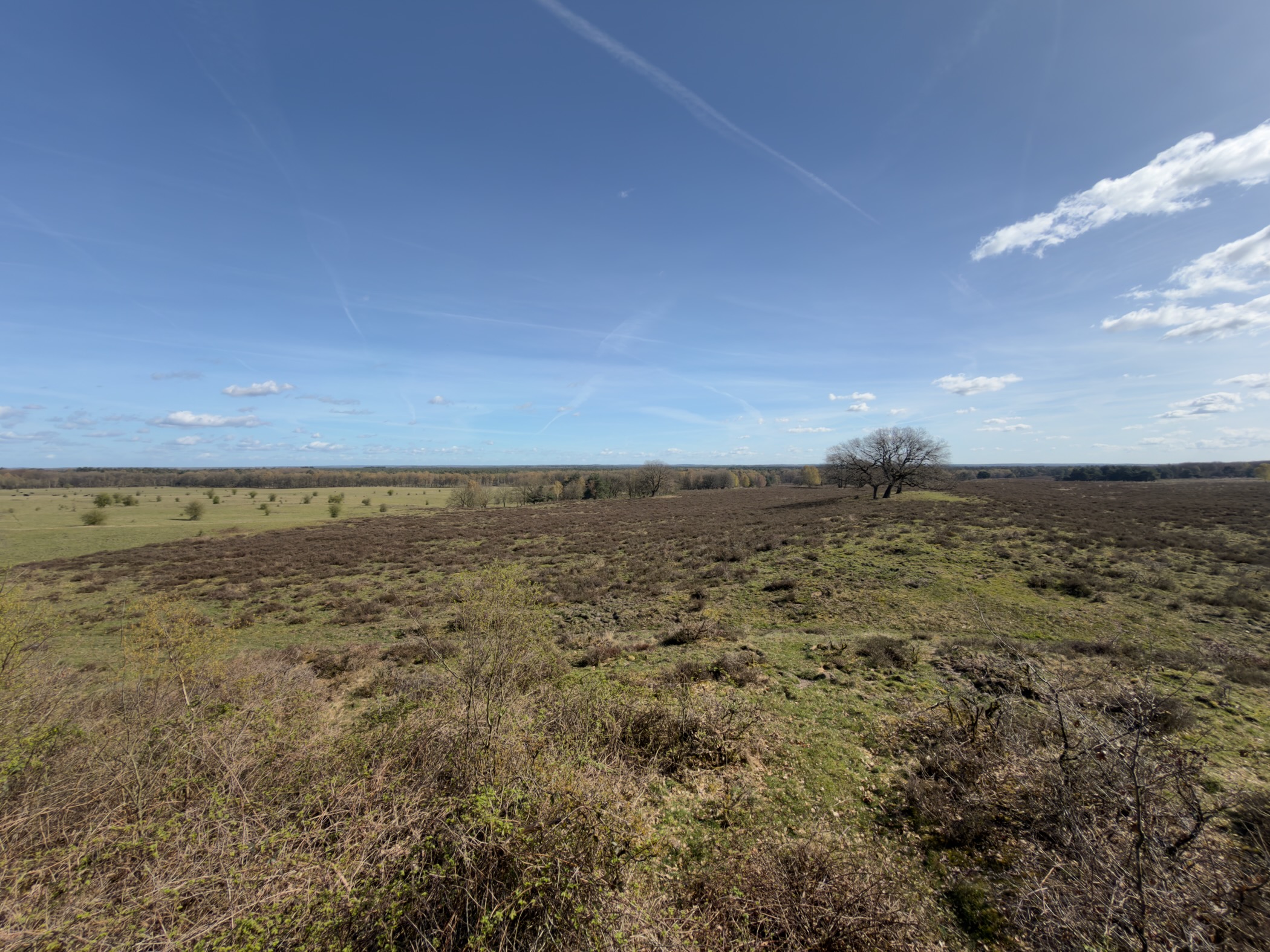 Vast open heathland with scattered trees under a wide blue sky