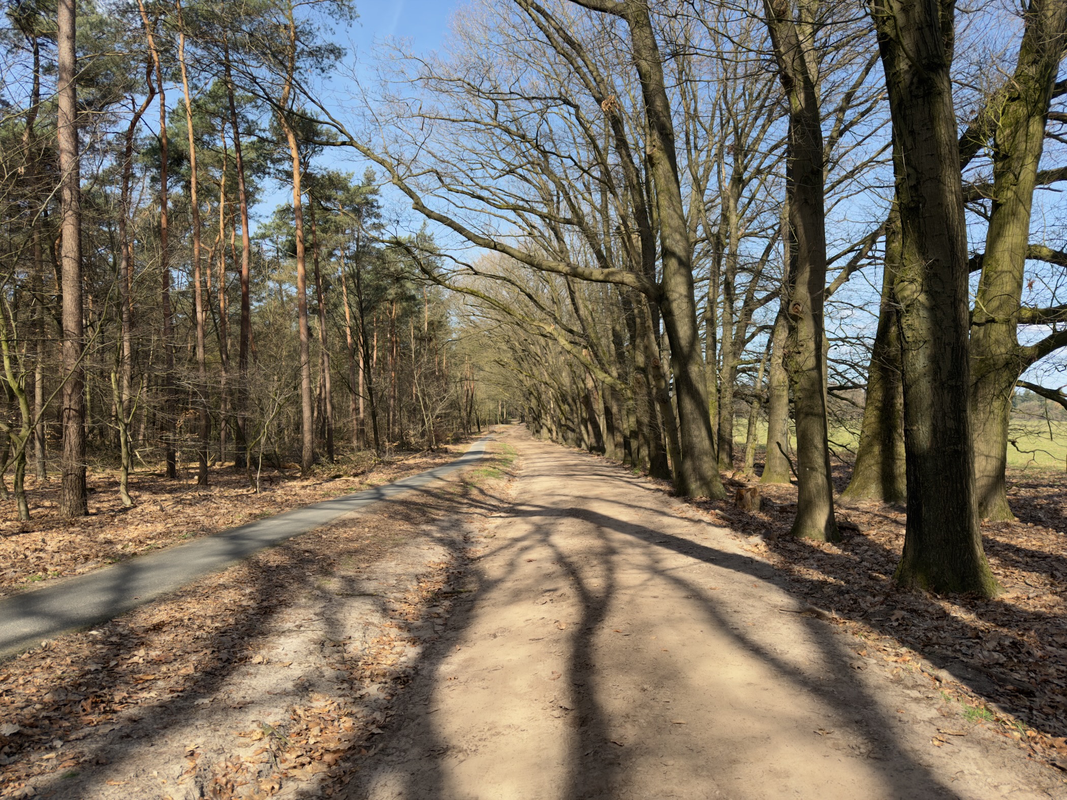 Tree-lined lane with long shadows through deciduous woodland