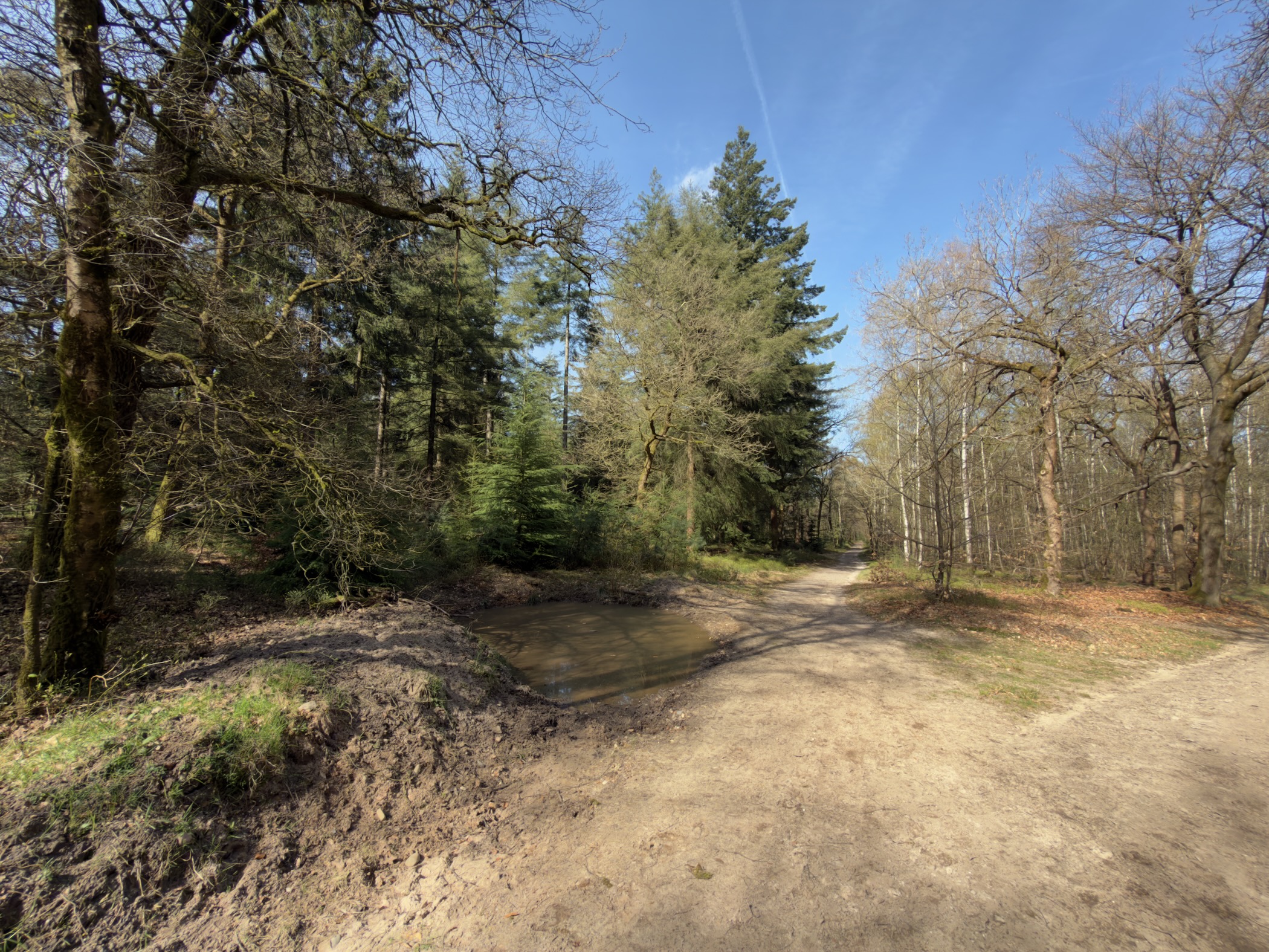 Trail junction through mixed forest with spruce and deciduous trees