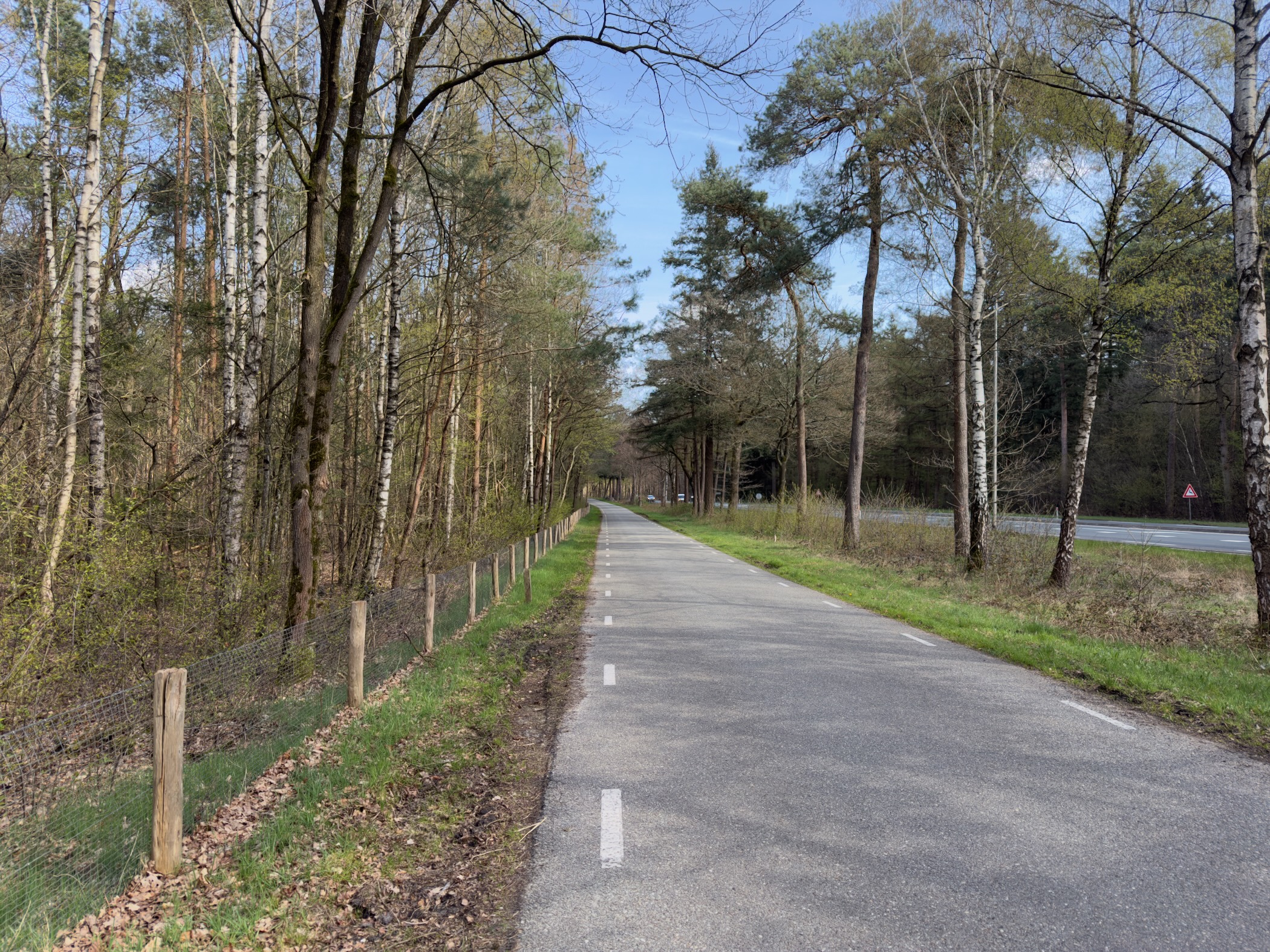 Paved cycle path through birch and pine woodland alongside a road