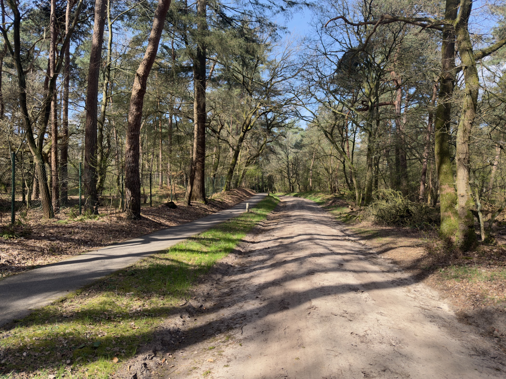 Grassy forest track with wheel ruts through mixed woodland
