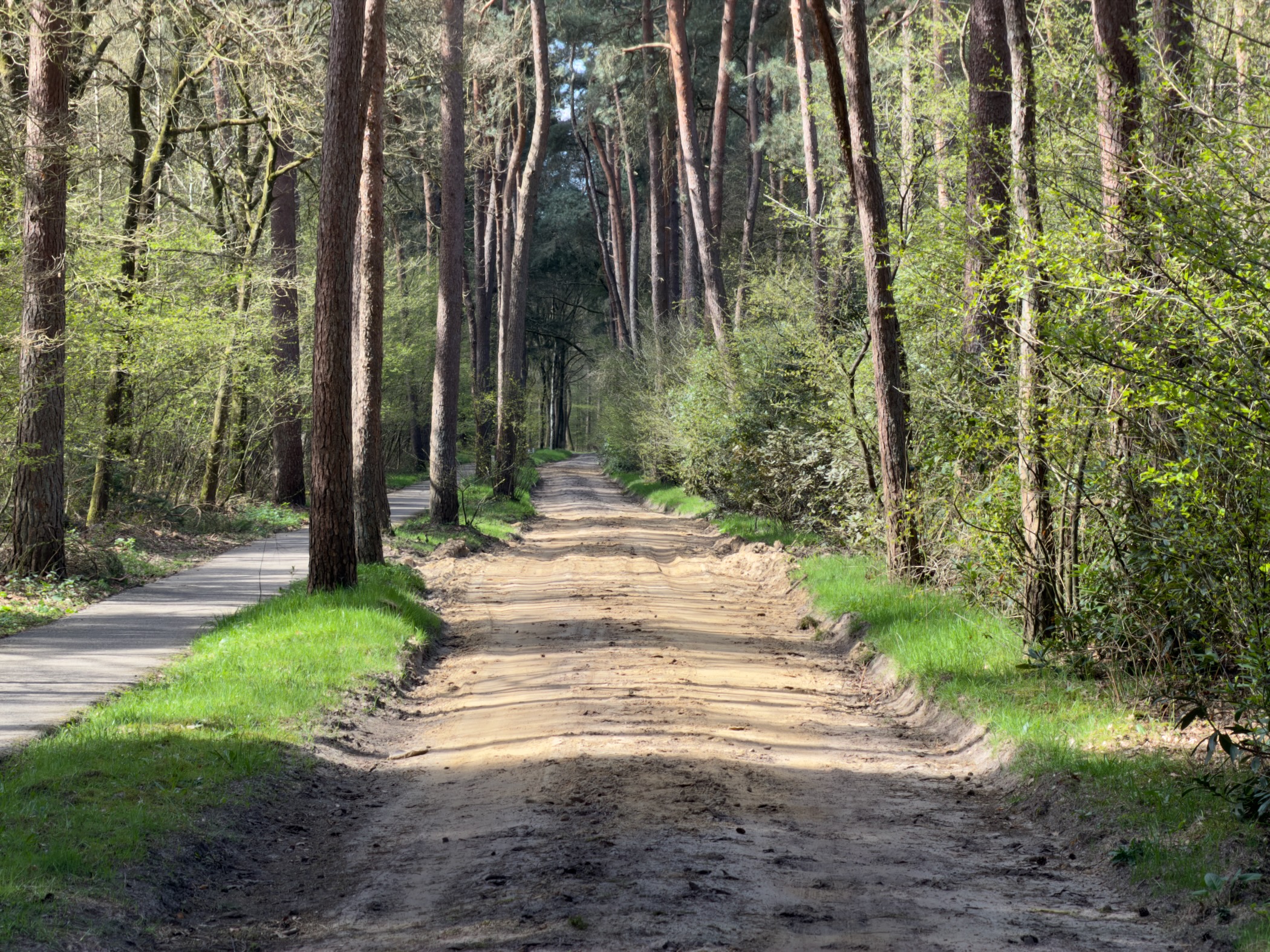 Rutted sandy trail through a sun-dappled forest with green undergrowth