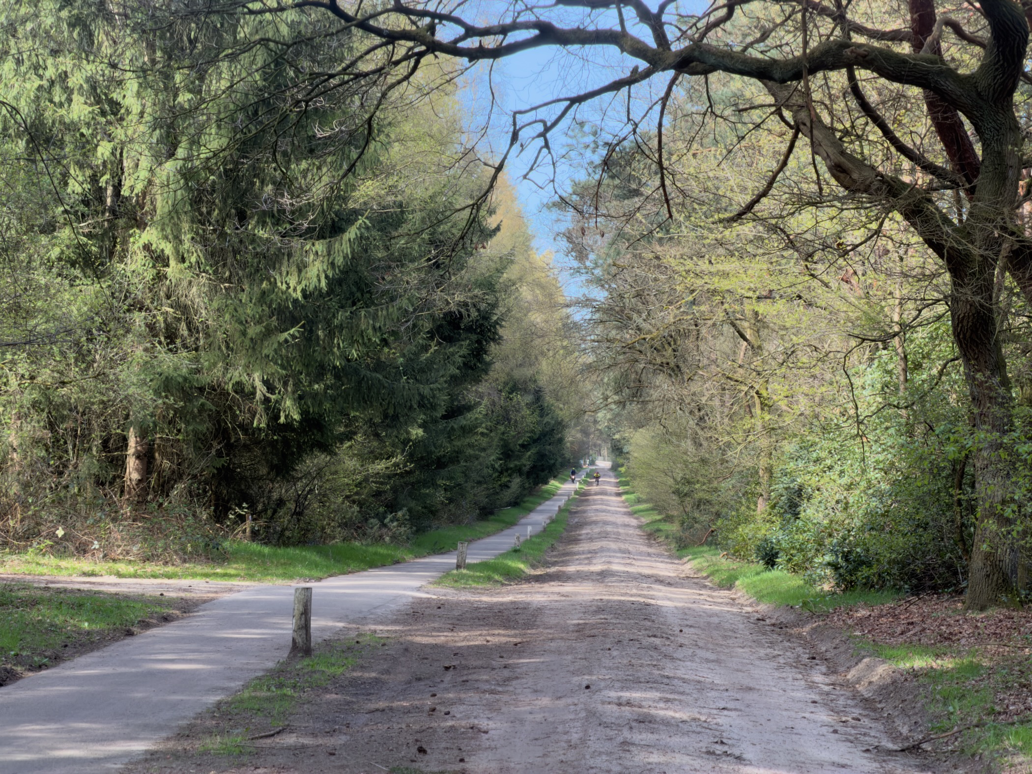 Long straight forest lane with spruce and deciduous trees and fresh spring foliage