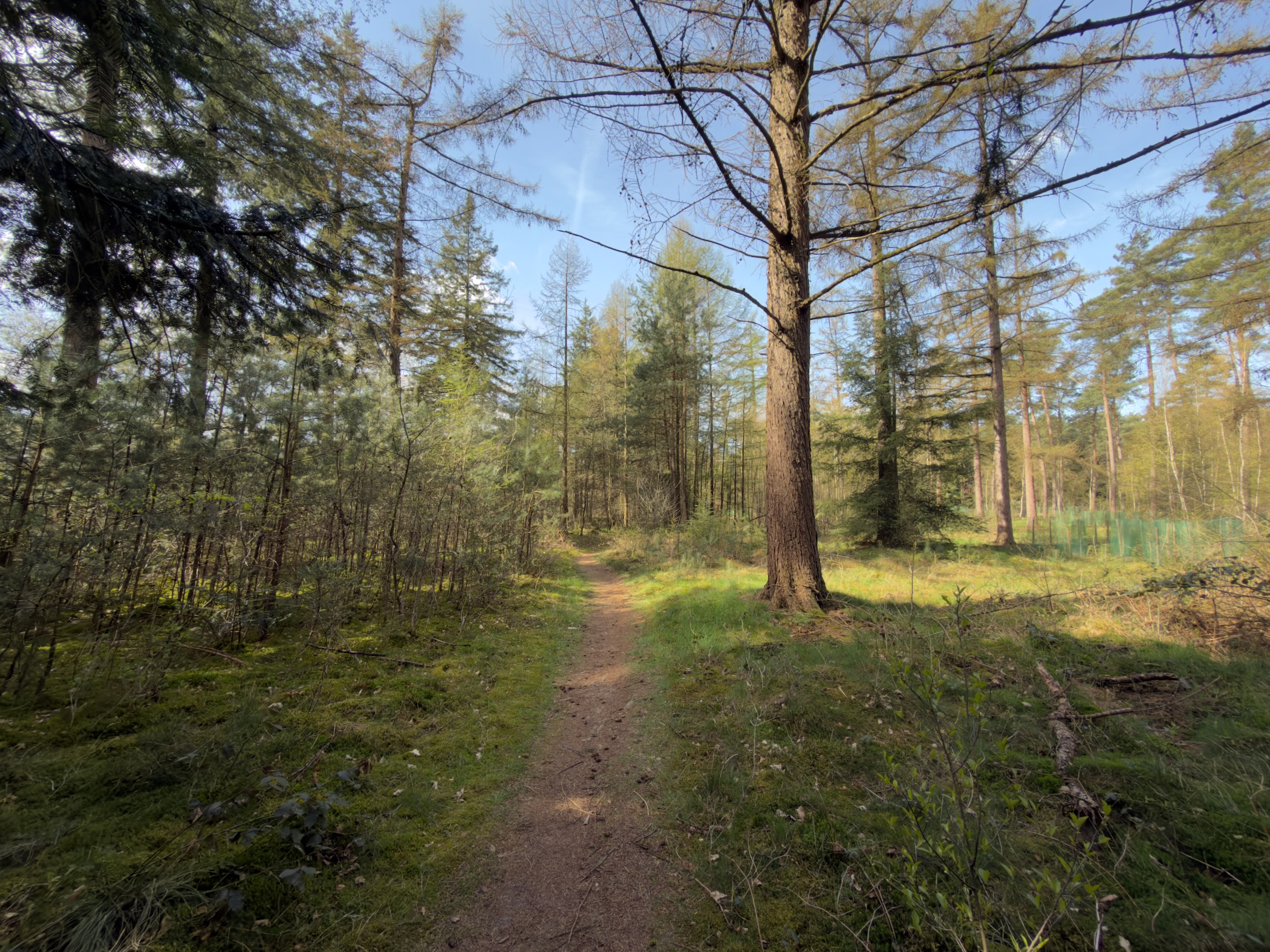 Narrow footpath through a larch forest with fresh green spring growth