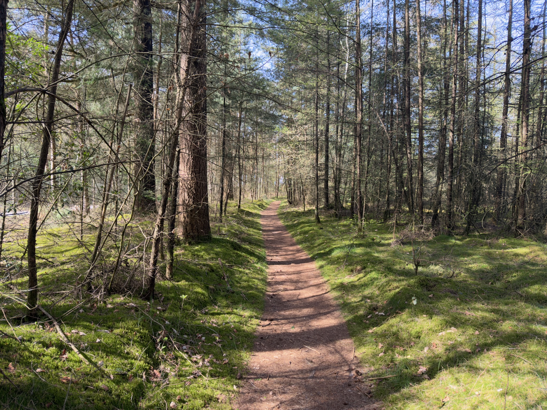 Narrow trail through a mossy larch forest with dappled sunlight
