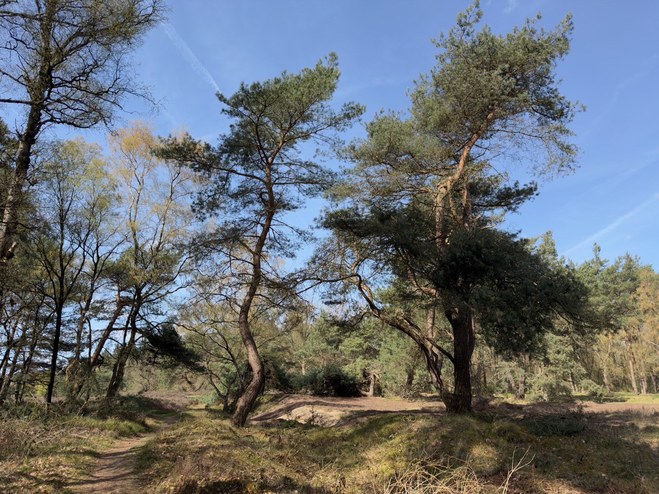 Characterful wind-shaped pine trees on the edge of a sandy clearing