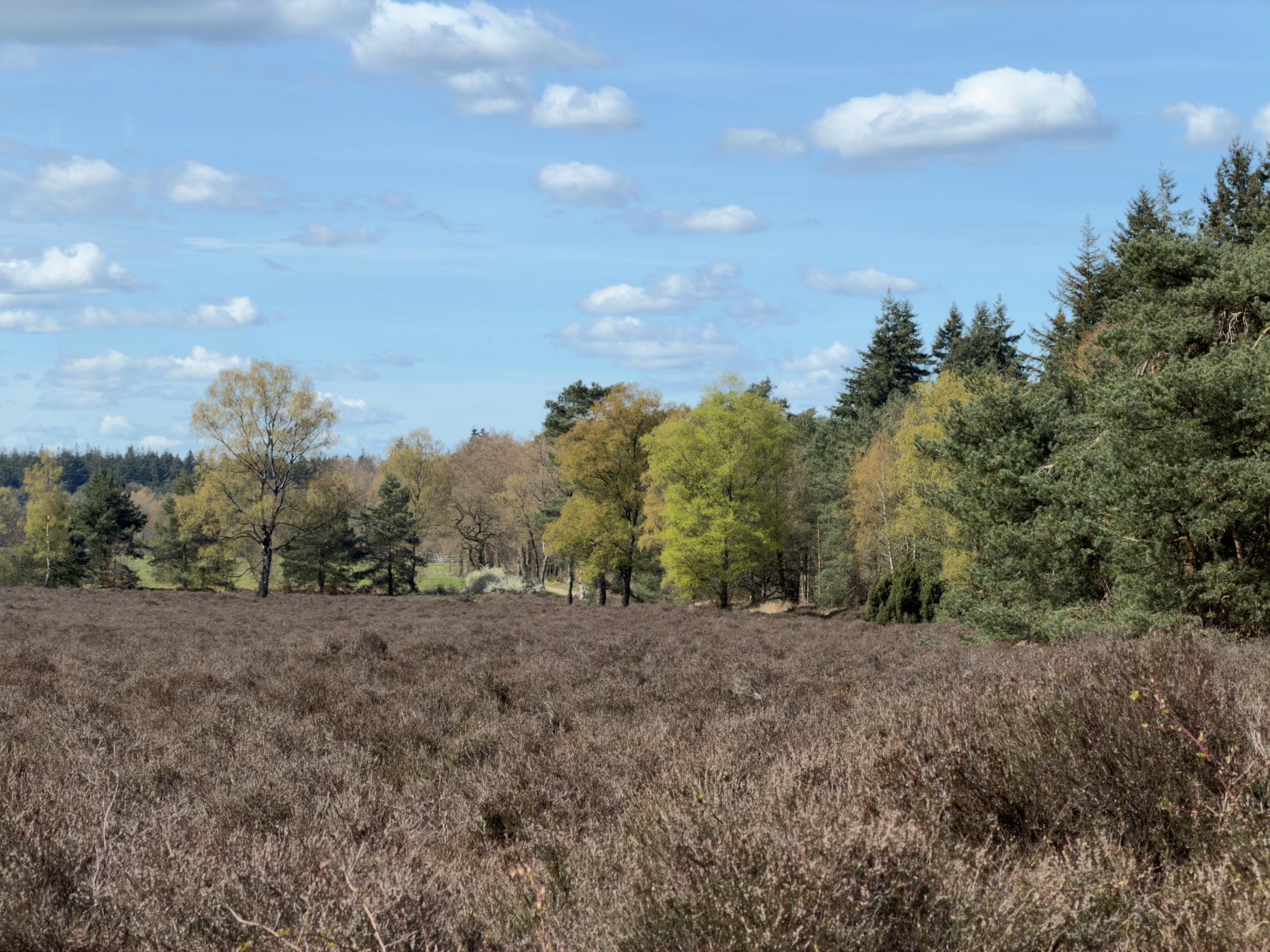 Heathland with fresh spring-green trees and white clouds in the background