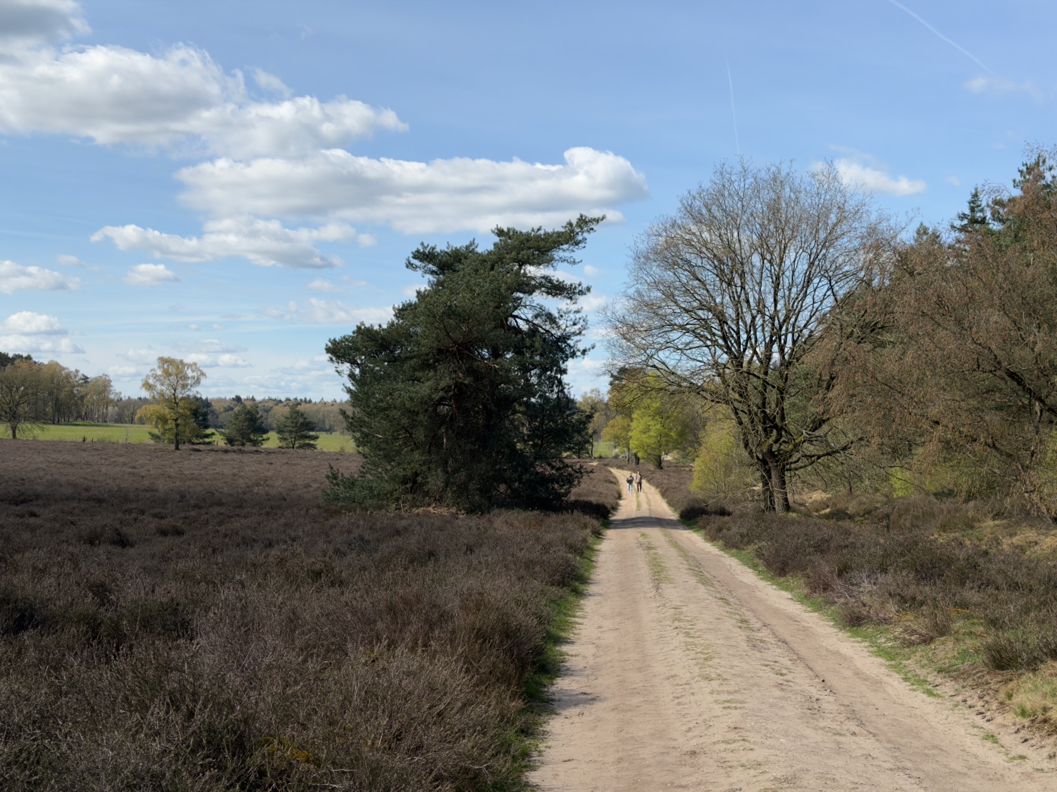 Sandy track through heathland toward scattered trees with walkers ahead