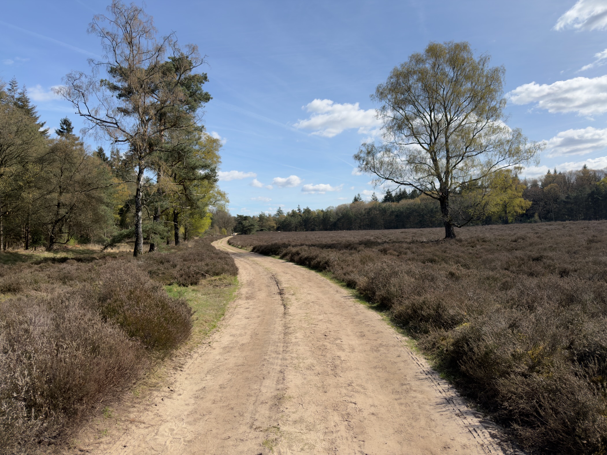 Winding sandy path through heathland with pine and birch trees