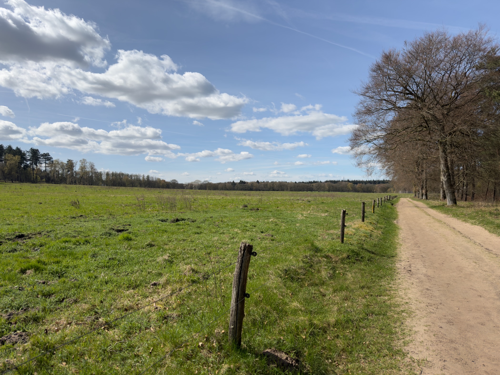 Sandy path along a fenced green meadow with bare oak trees