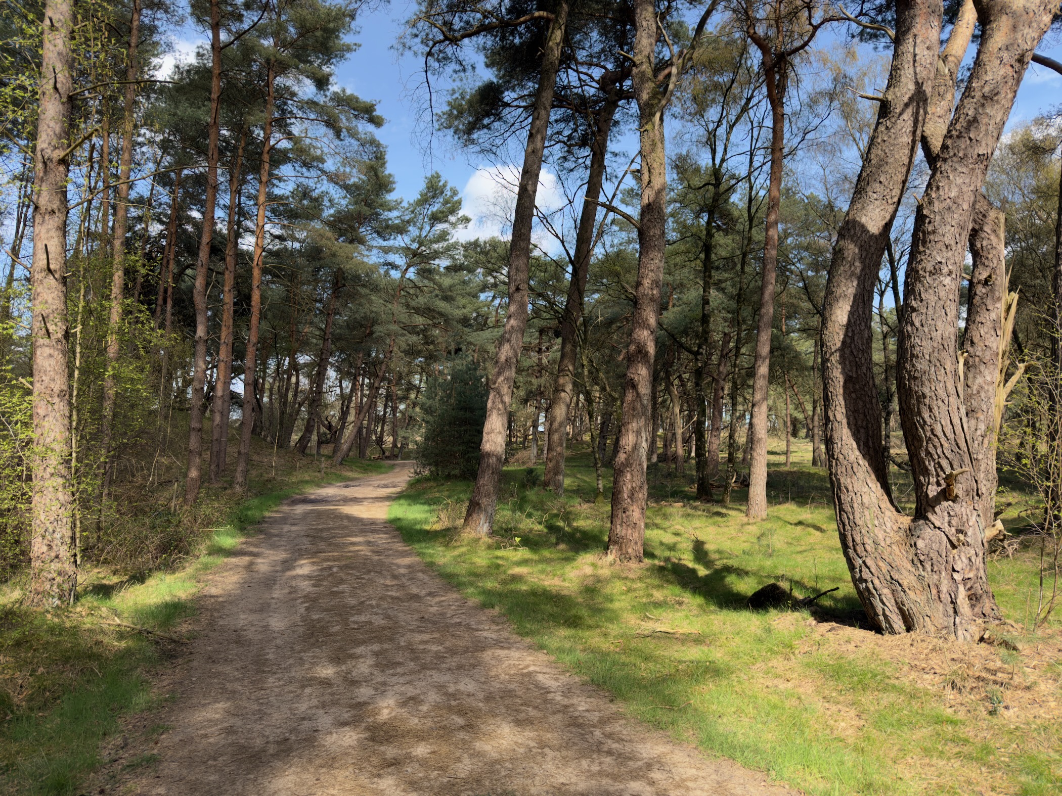 Shaded trail through pine and birch woodland with green grass
