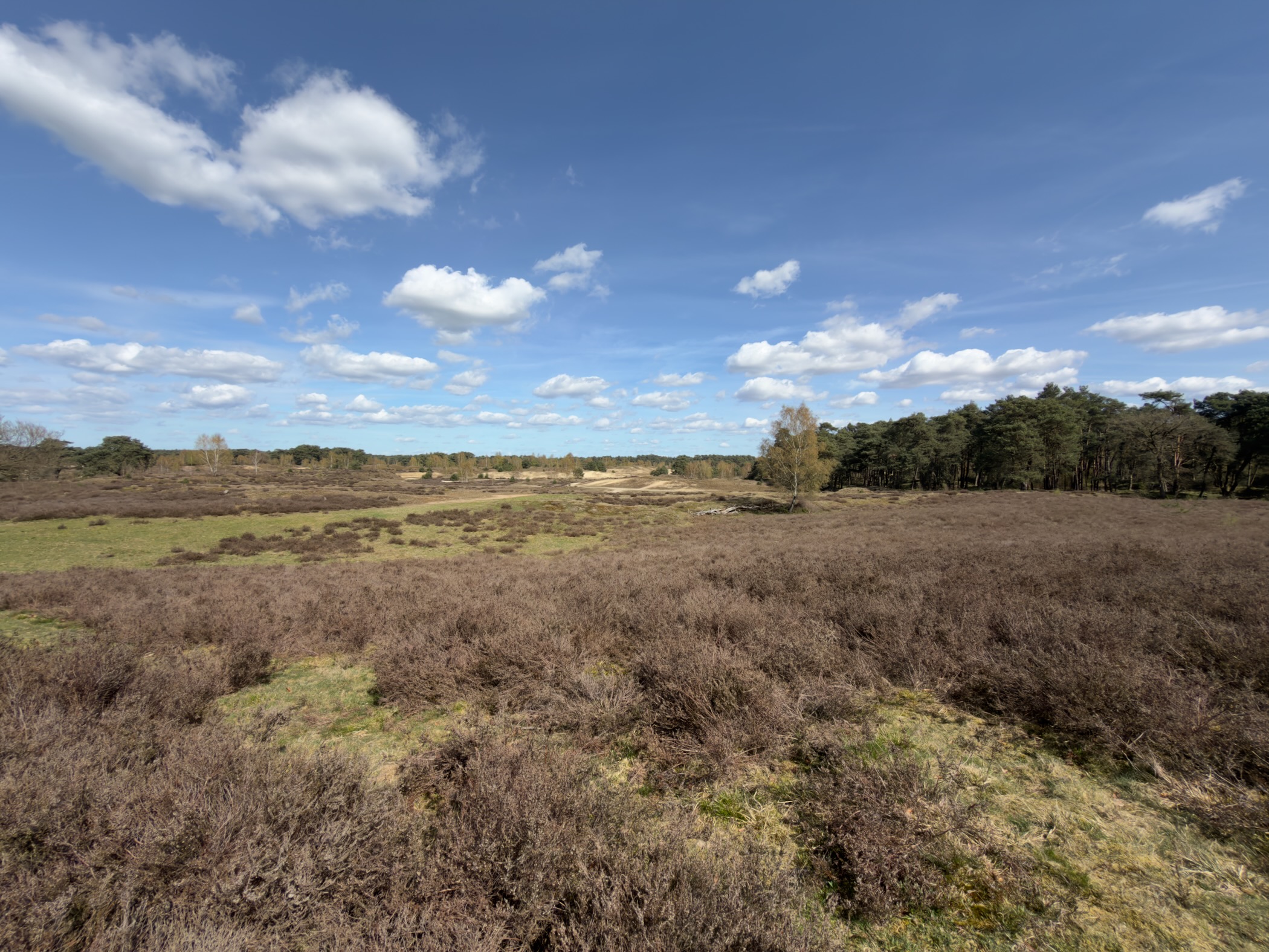 Wide open heathland with mossy patches under a blue sky with white clouds