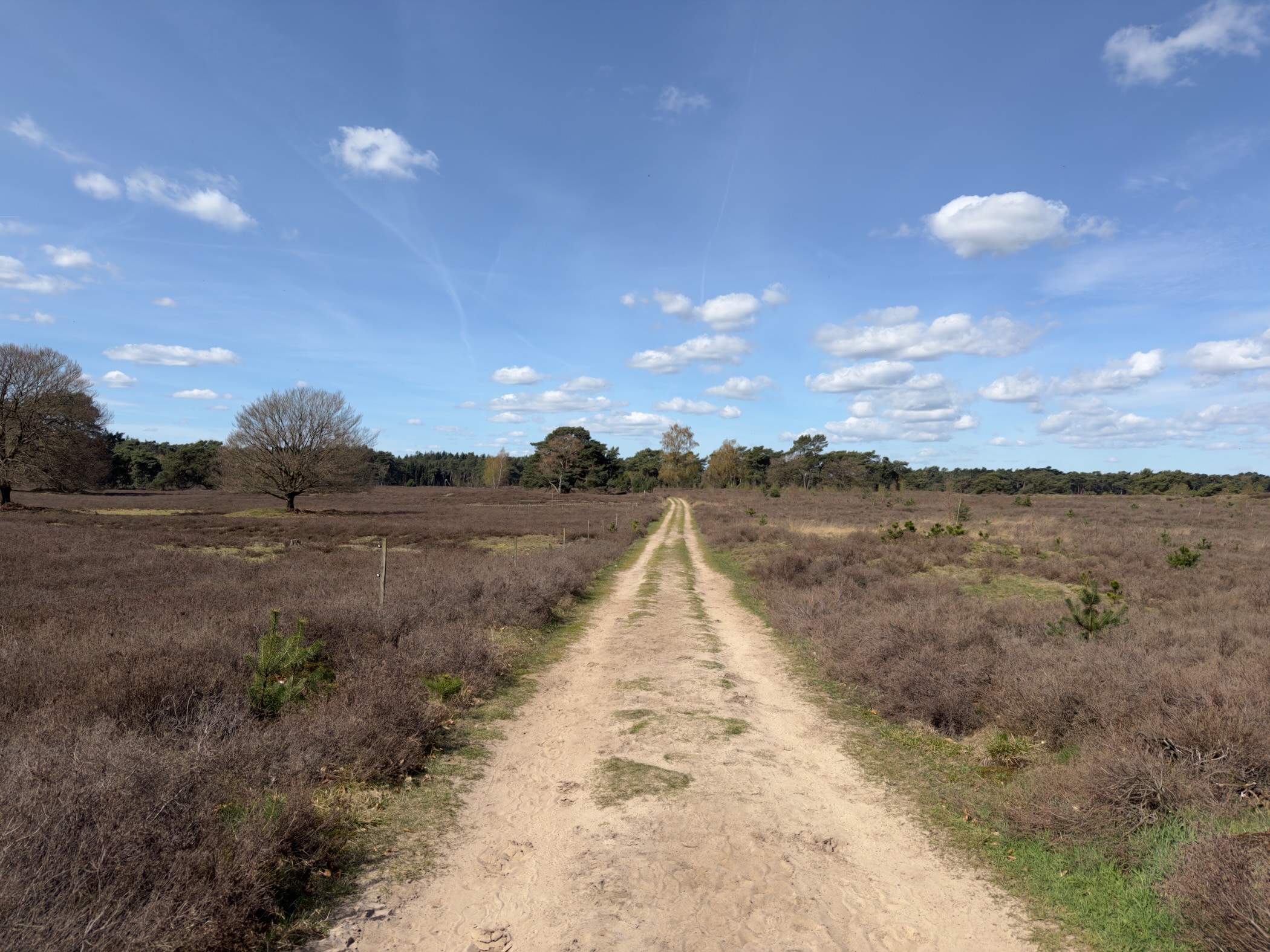 Straight sandy path stretching across heathland toward distant trees