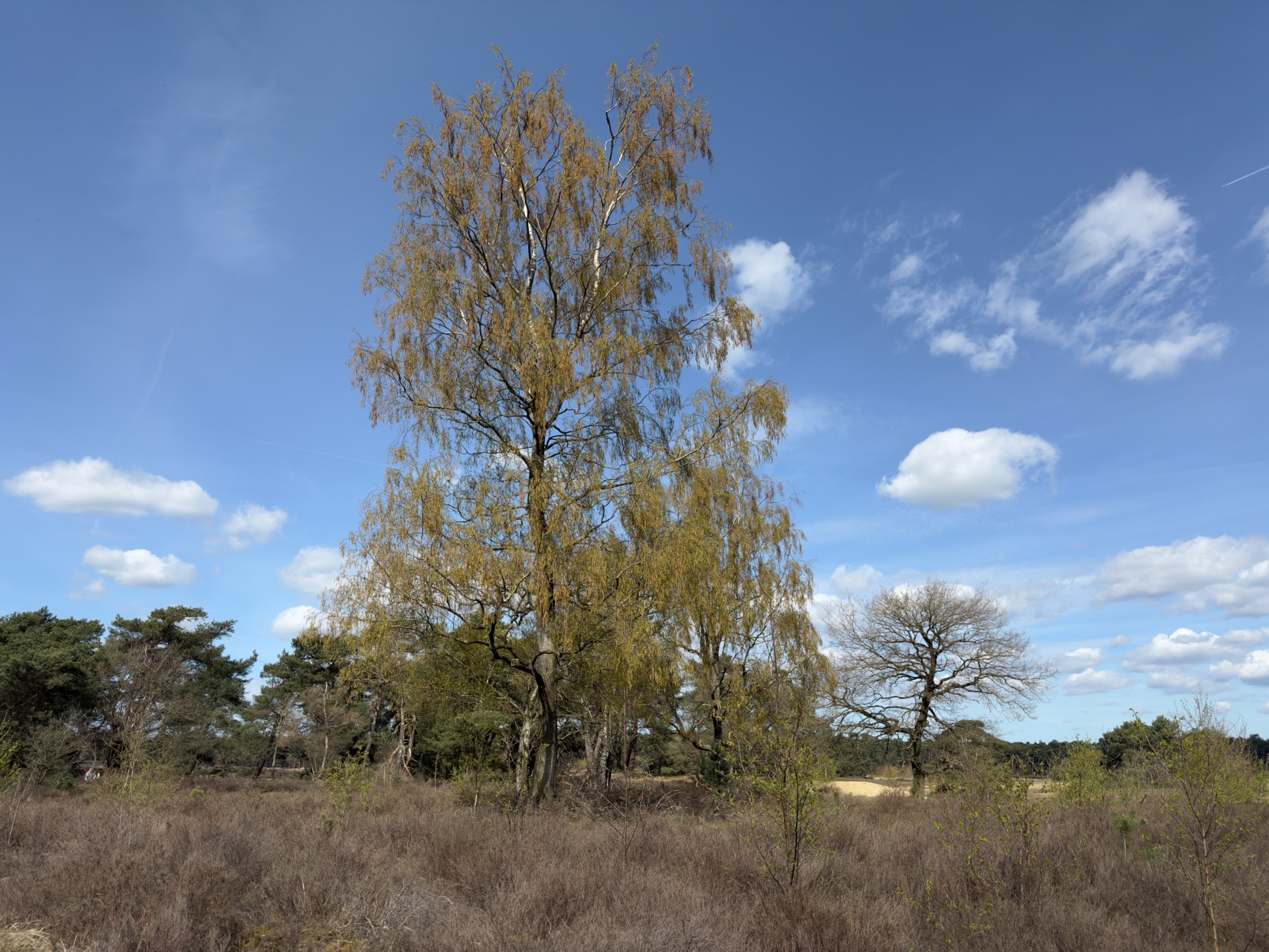 Tall birch trees with golden spring leaves standing in heathland