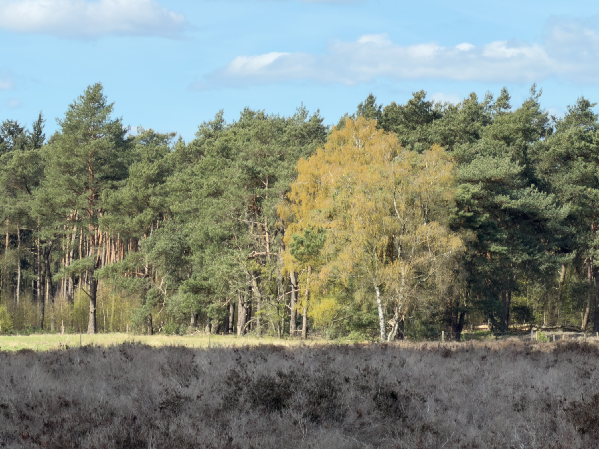 Golden birch tree among green pines at the edge of heathland