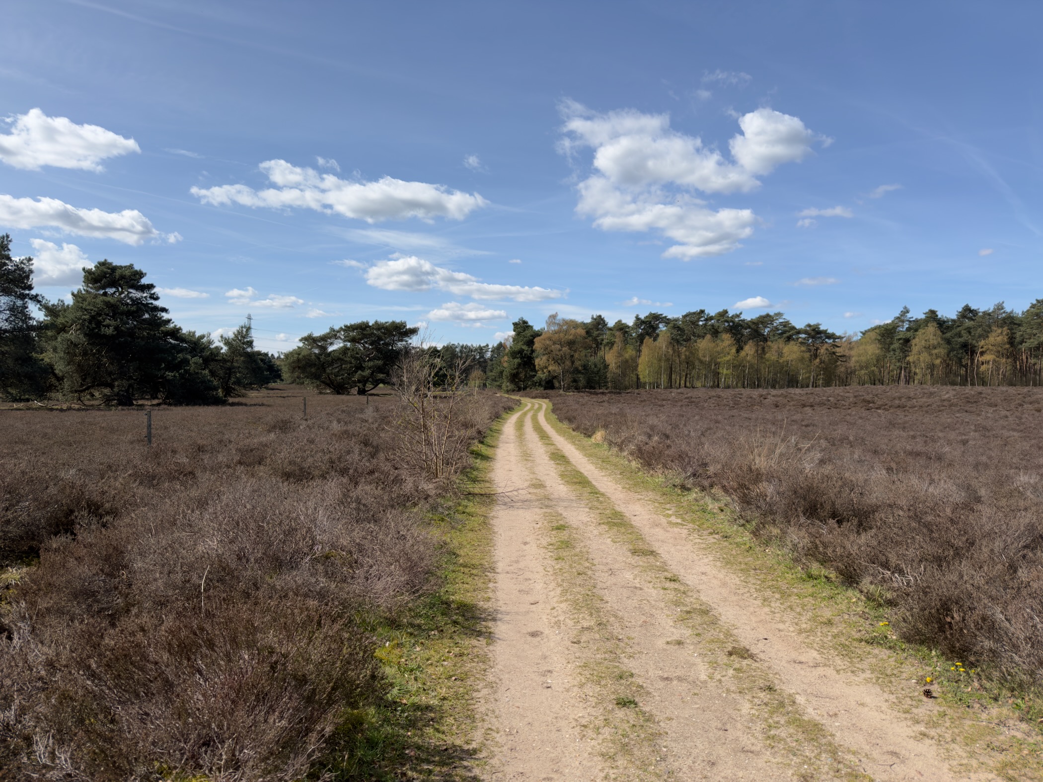 Sandy track through heathland leading toward pine and birch forest