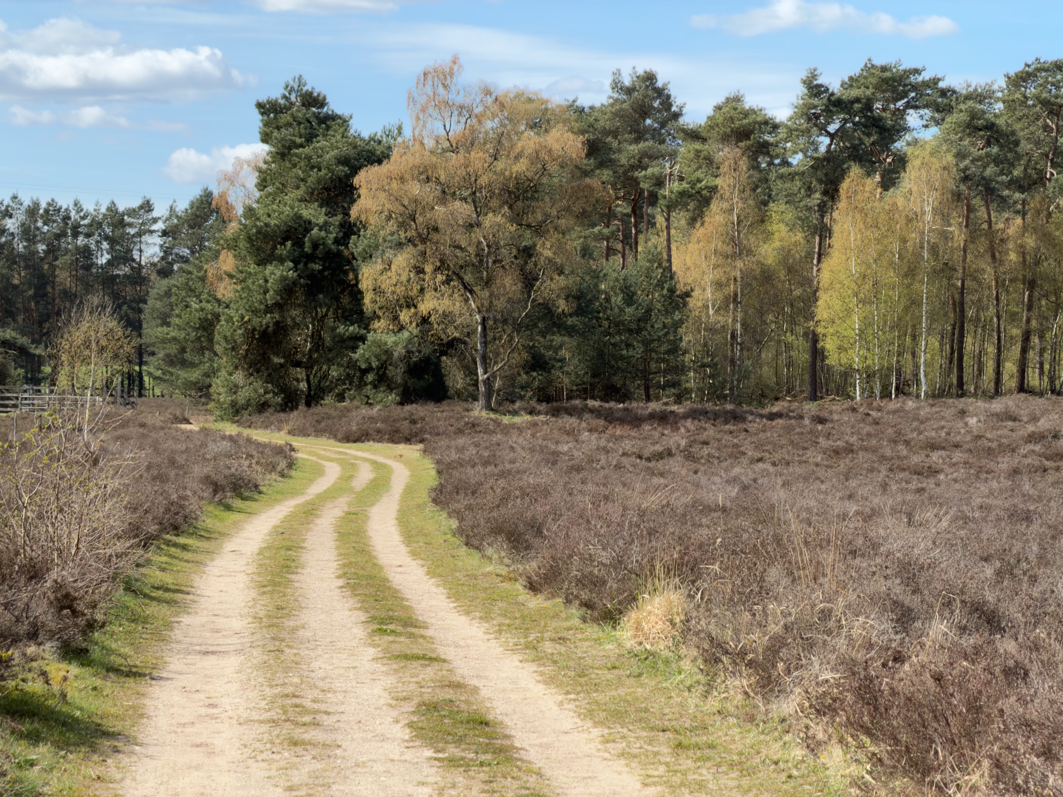 Winding double-track path through heather curving toward mixed woodland