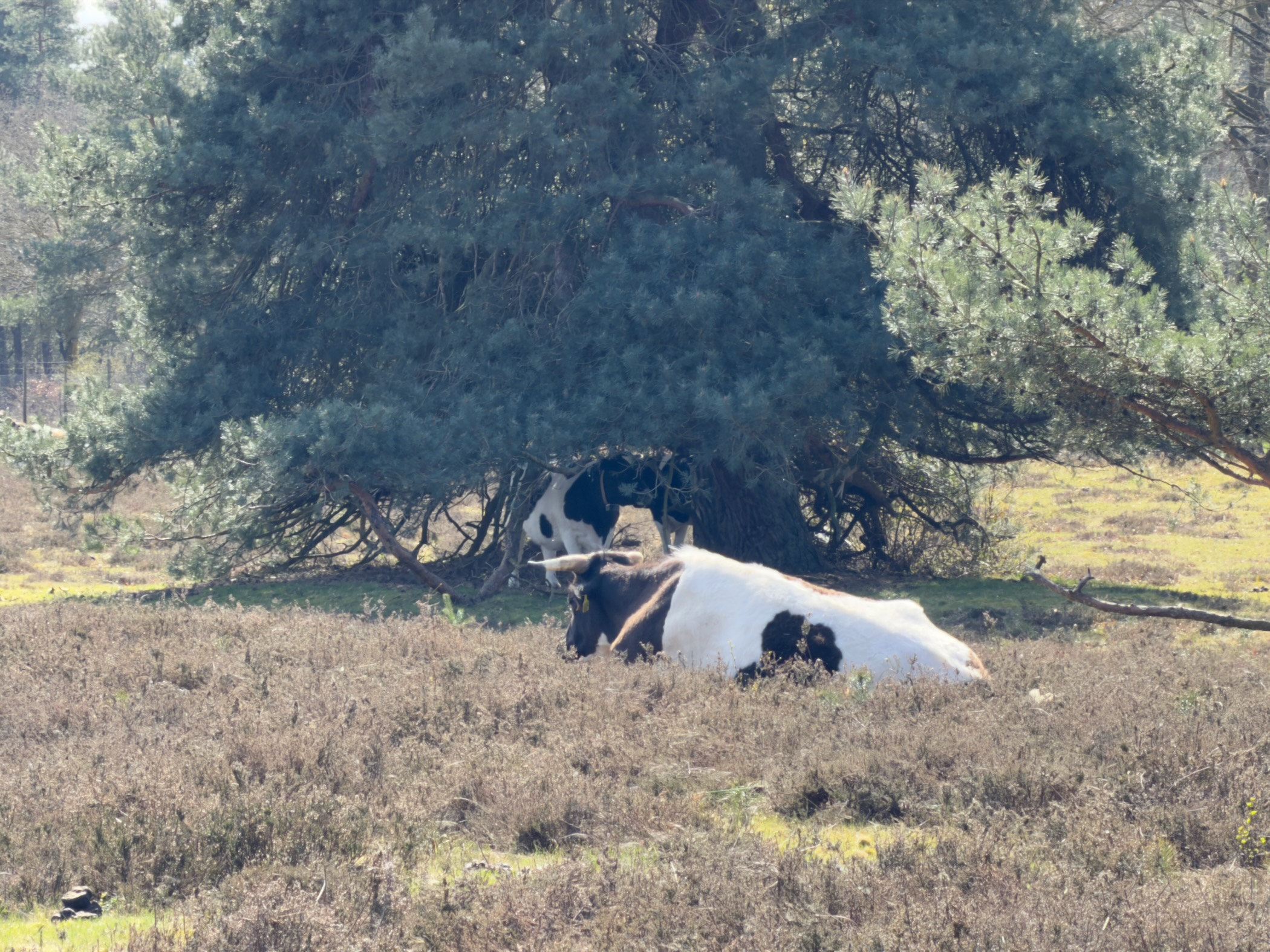 Cattle resting in the shade of a pine tree on the heathland