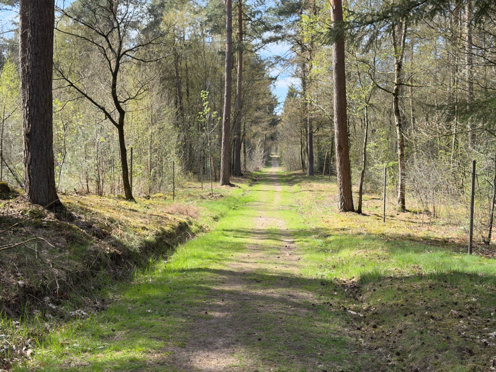 Straight grassy forest path through mixed woodland with a fence line