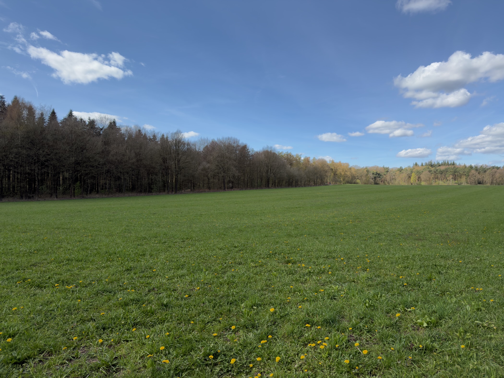 Wide green meadow with dandelions and a tree line on the horizon