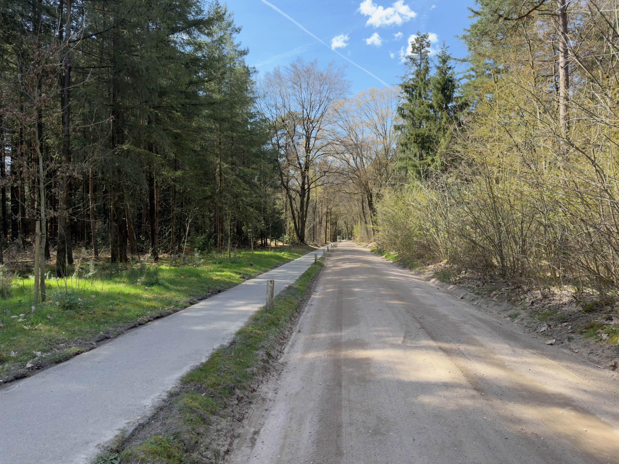 Paved lane with a sidewalk through mixed forest with early spring foliage