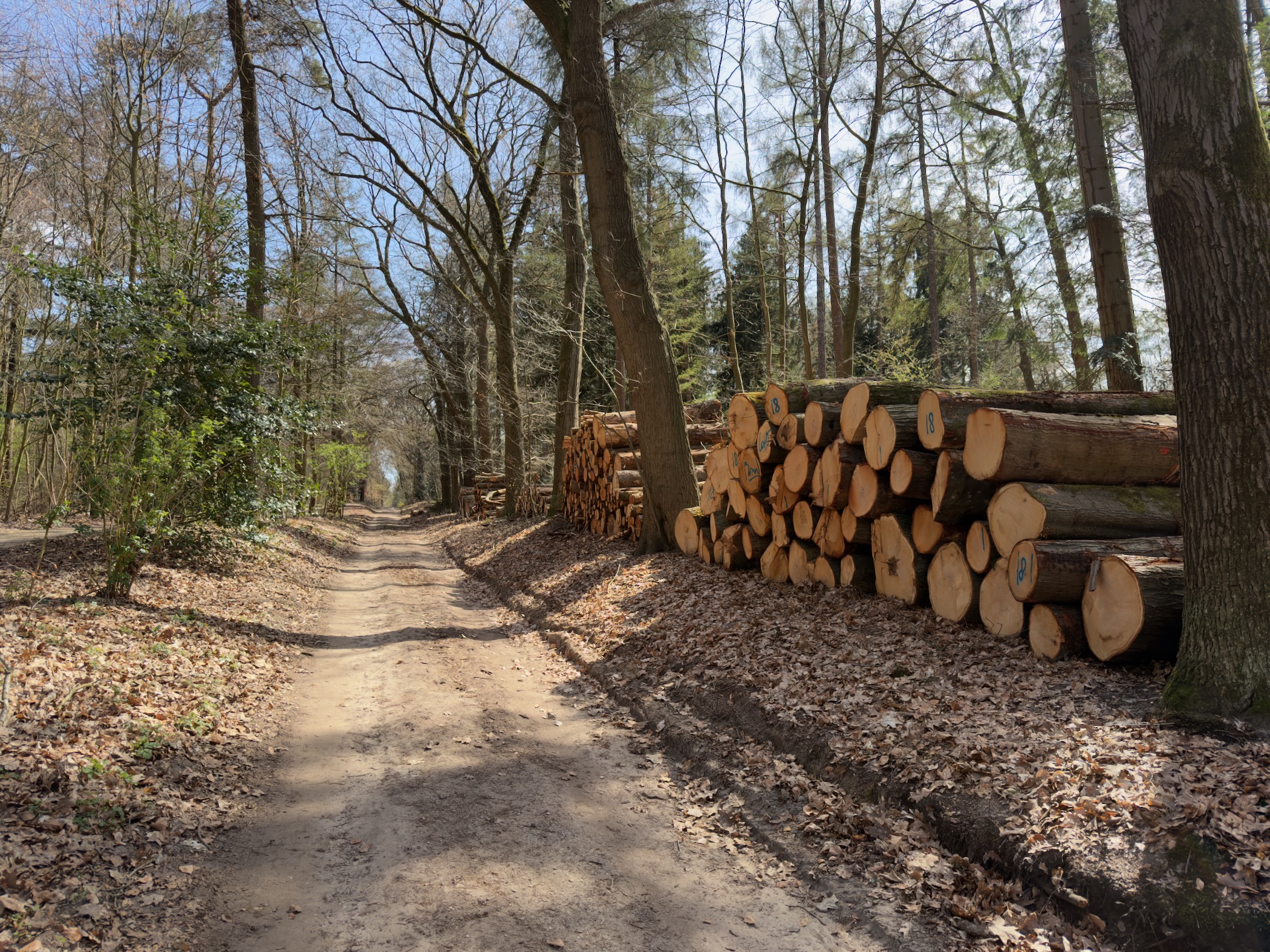 Forest path with stacked logs beside the trail through deciduous woodland
