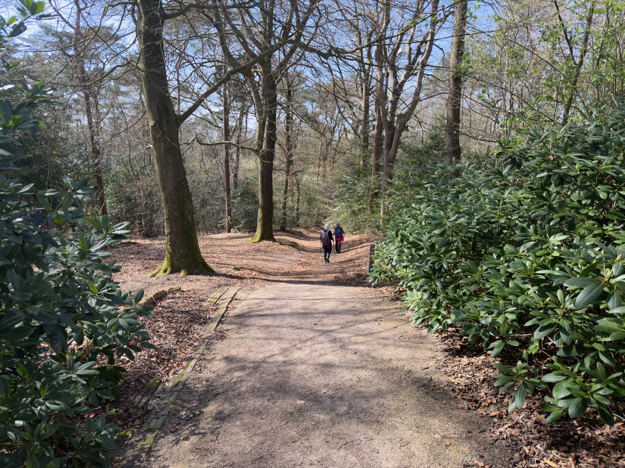 Path through woodland with rhododendron bushes and walkers ahead