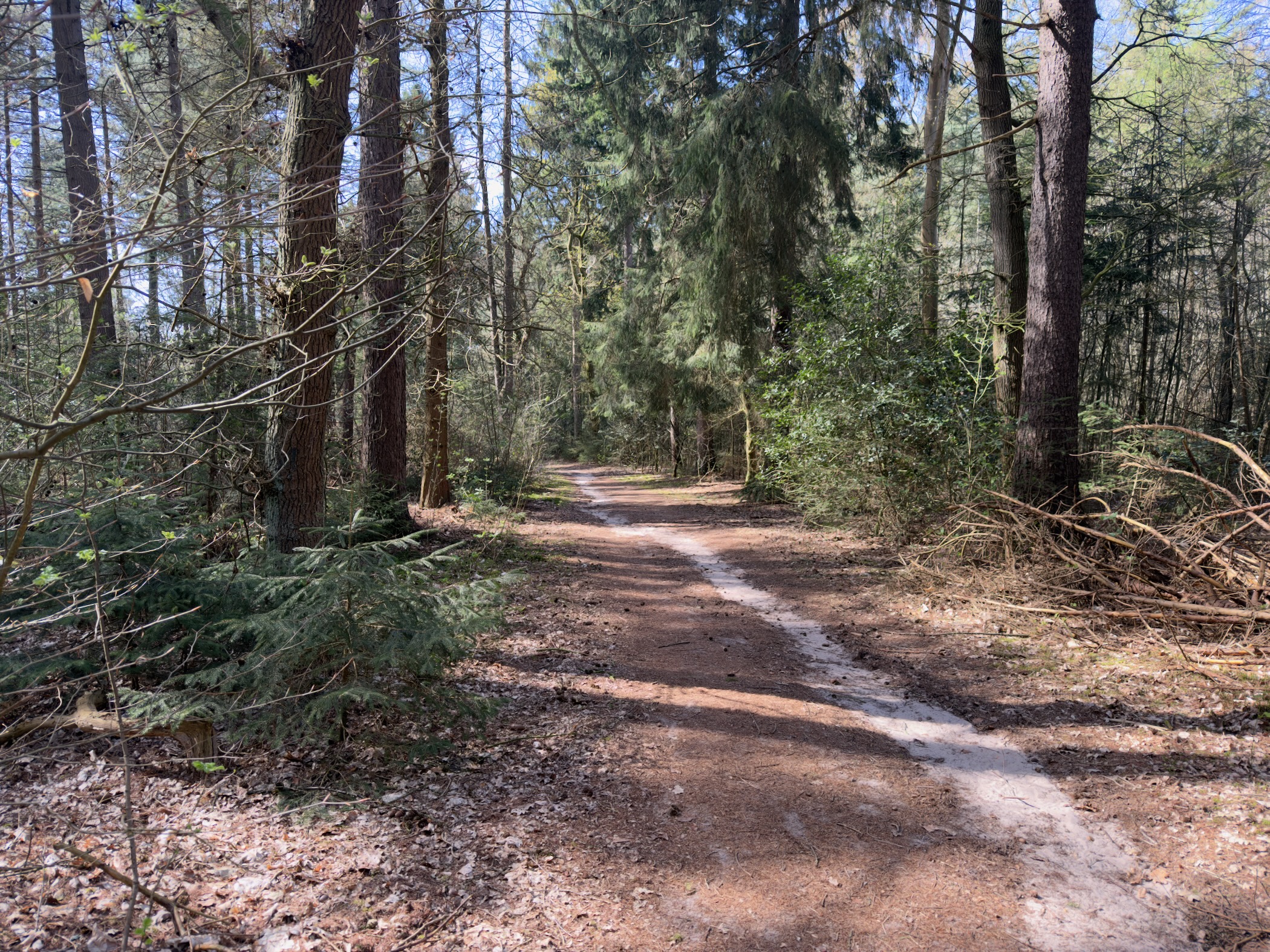Narrow winding trail through dense mixed conifer and deciduous forest
