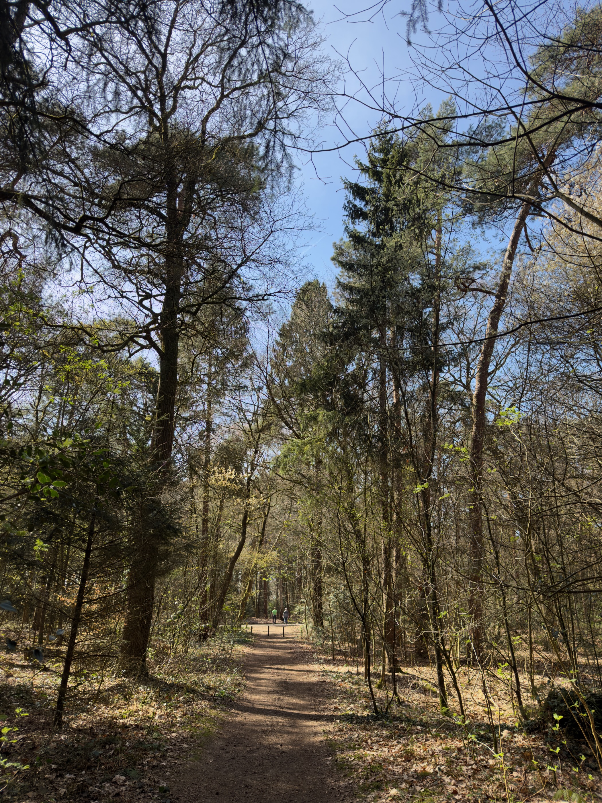 Forest path through tall larch and pine trees with bright spring foliage