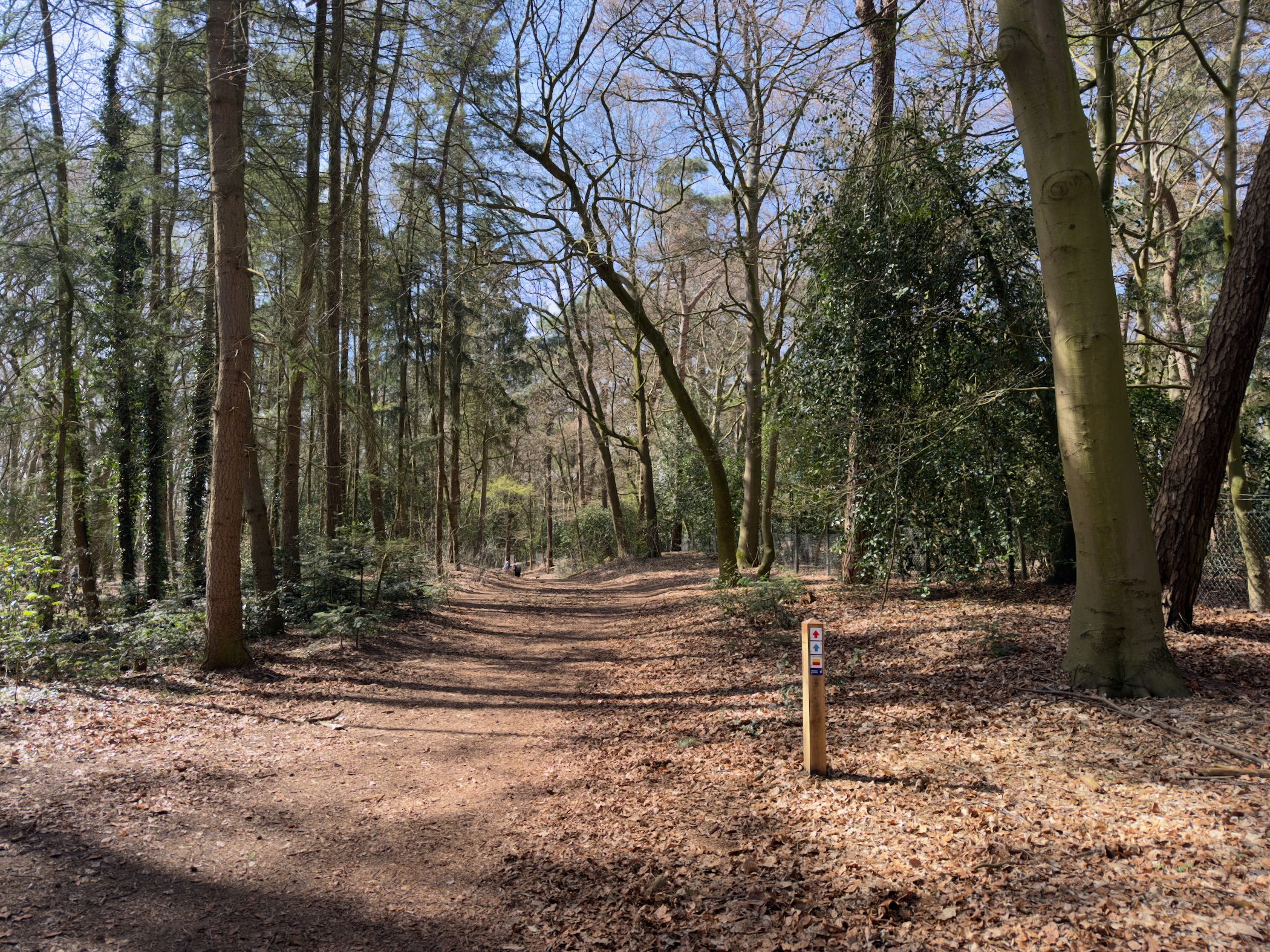 Leaf-covered trail through deciduous woodland with a waymark post